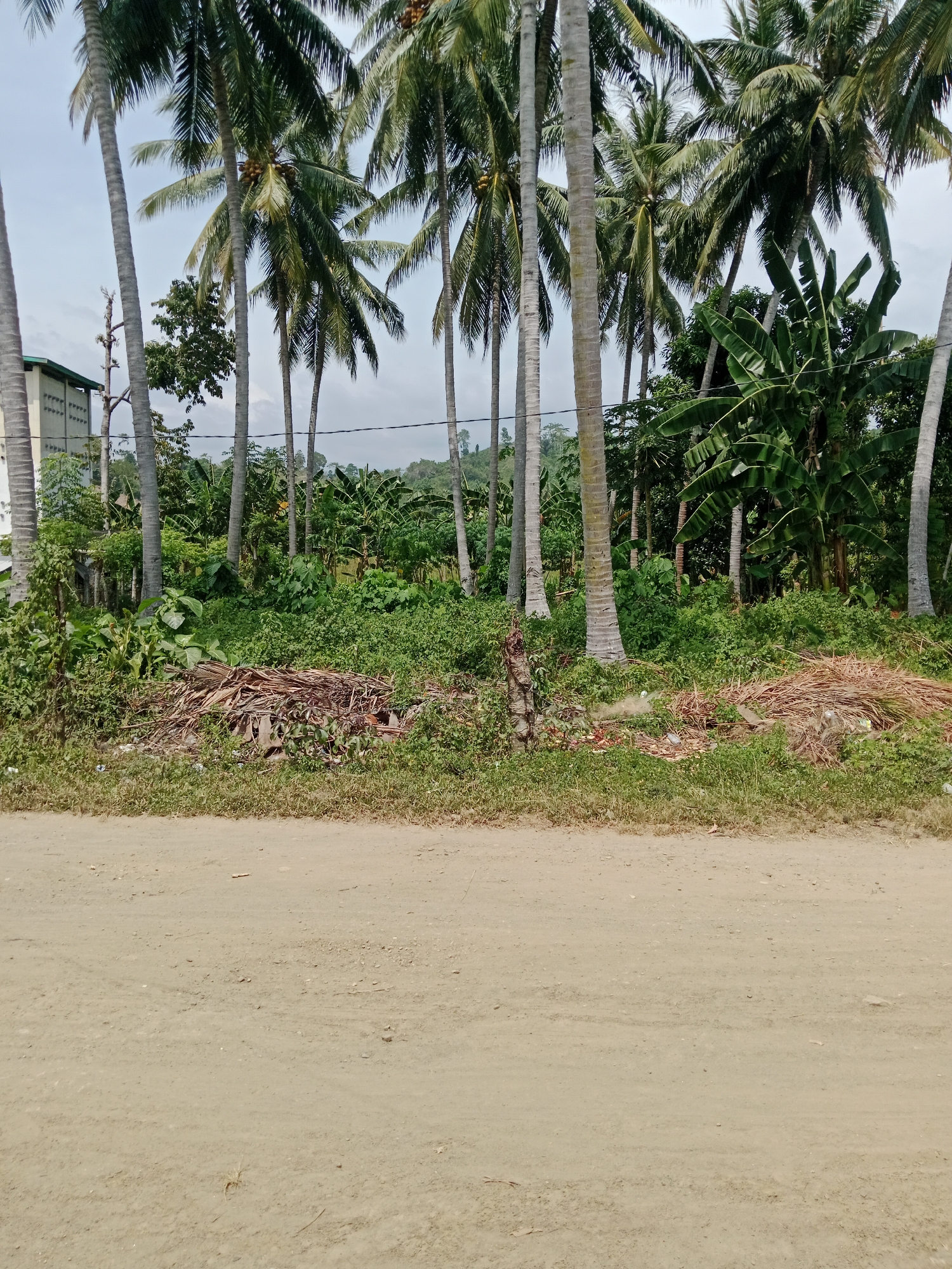 The image depicts a dirt road in front of a dense tropical vegetation area. The vegetation consists of numerous coconut trees with visible bunches of coconuts, banana trees with their large, broad leaves, and a variety of other green foliage. In the background, a light-colored building with multiple windows and a sloped roof is partially visible behind some of the trees. A pile of dry, fibrous plant material, possibly dried palm fronds or stalks, is situated on the grassy edge of the road, next to scattered debris. The sky is overcast with a light gray hue. The overall scene suggests a rural or semi-rural environment, consistent with the outskirts of a village in Lakea Satu, Indonesia. There are no people or animals visible in the image.