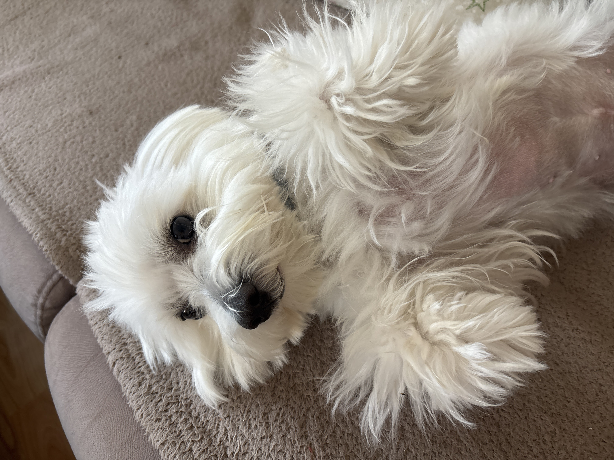 A small, white dog with long, fluffy hair is lying on its back on a beige couch. The dog has black eyes and a black nose. The dog is lying on a beige couch with a patterned surface. The location is unknown.