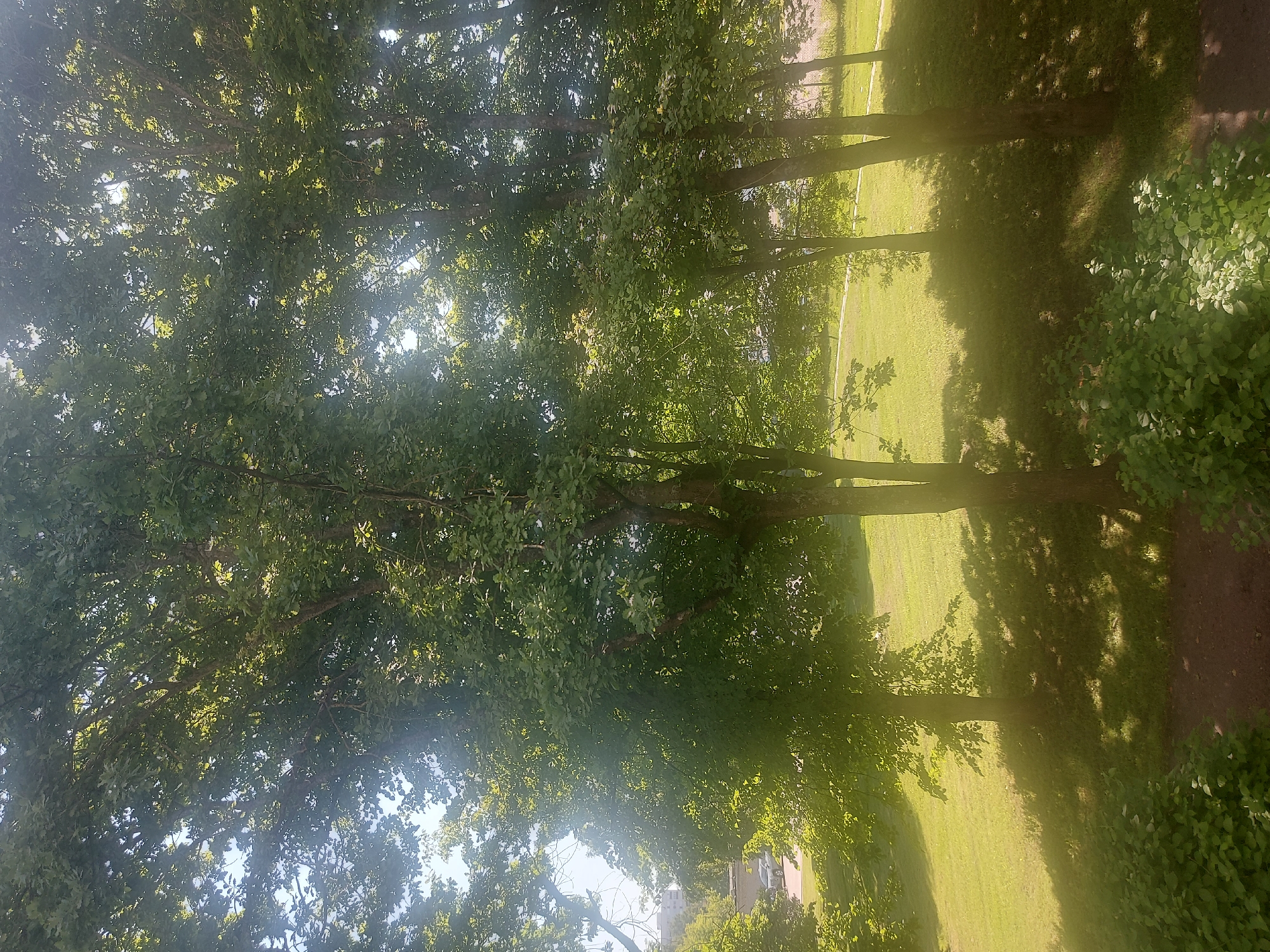 The image depicts a sun-dappled park scene with numerous trees, their dense green foliage creating shadows on a grassy lawn. A light-colored pathway or road is visible in the background, with a glimpse of a building and a parked car. The lighting suggests it is daytime, likely late morning or early afternoon, with the sun filtering through the leaves. The overall impression is one of a serene, natural environment within a developed area. Based on the context provided, this scene is located in the city of Tallinn, Estonia.