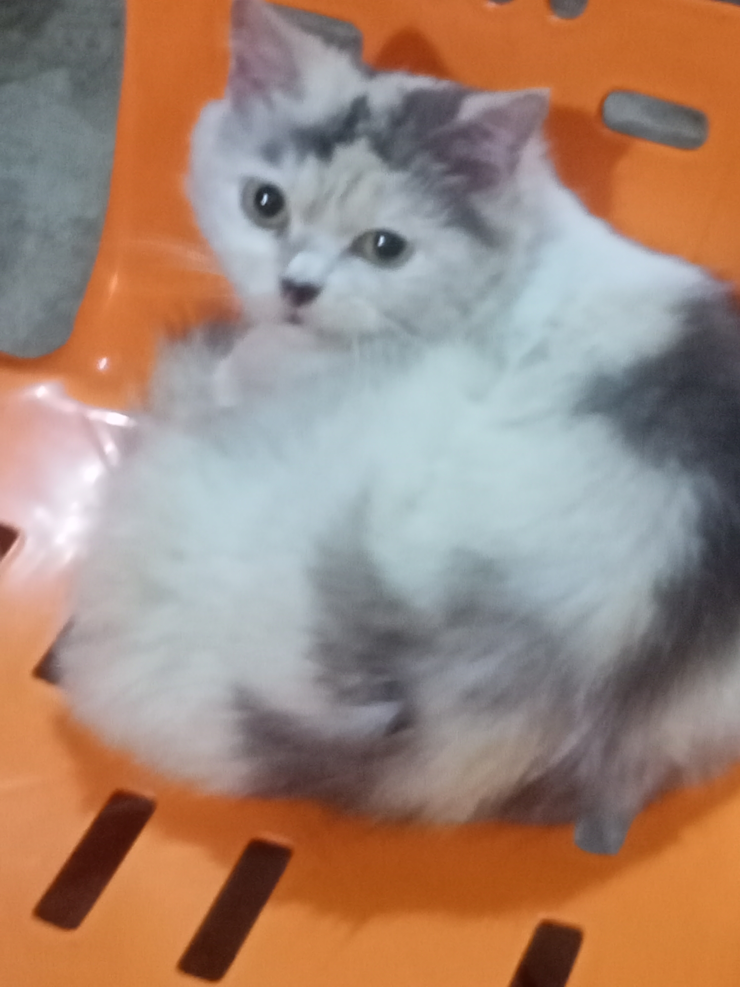 The image shows a fluffy, long-haired cat, likely a Persian or a similar breed, with a coat that is predominantly white, featuring distinct grey and darker patches on its head, back, and tail. The cat has soft greenish-amber eyes and is looking alertly towards the left side of the frame with a calm expression. It is seated or curled up on a bright orange plastic chair, which is visible underneath and around it, characterized by its slatted design. A greyish, textured surface, possibly a wall or another object, appears in the blurry background on the left. The scene depicts the cat at rest, with no specific activity occurring. The lighting suggests an indoor setting or a shaded area during the daytime. No text is visible in the image. This domestic animal portrait is located in Pulodolang, Indonesia. The photograph has a slight overall blur.