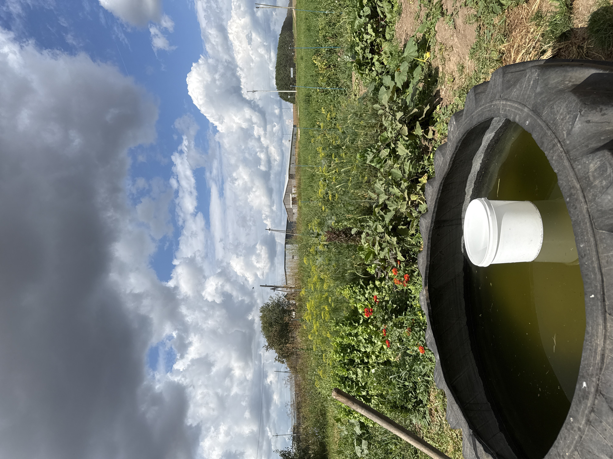 A low-angle, vertical medium shot captures a rustic outdoor scene in the city of Bolshiye Uchi, Russia, under a dramatic sky. In the foreground, a large, black tractor tire, partially submerged in murky green water, serves as a makeshift water trough. A white plastic bucket floats in the water, its rim slightly above the surface. The tire's treads are clearly visible. To the left of the tire, a thick wooden pole leans diagonally against the frame.
Beyond the tire, a lush garden area unfolds. Various green plants, some with broad leaves, dominate the midground. Scattered among them are bright orange flowers. Tall, yellow flowering plants are visible further back, suggesting a mix of cultivated and wild flora. A wooden fence runs horizontally across the background. Behind the fence, a few small trees are visible. Further in the distance, several long, low-lying industrial buildings with corrugated roofs are situated. The sky above is a mix of deep grey storm clouds and bright blue patches, with fluffy white cumulus clouds scattered throughout. The overall impression is one of a rural, possibly agricultural setting on a partly cloudy day.