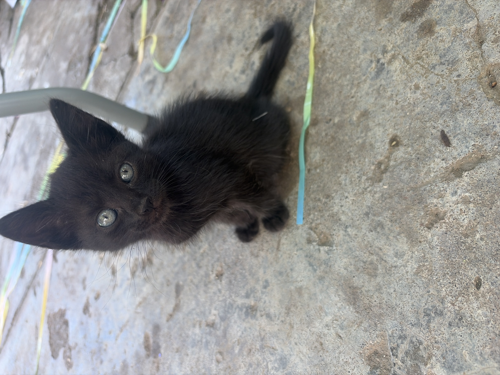 A black kitten with wide, grey-blue eyes sits on a textured concrete surface. The kitten is facing slightly to the left, with its ears perked up. Its fur is fluffy and black. In the background, there are colorful, thin ribbons scattered on the ground and a portion of a light-colored metallic object, possibly a chair leg. The ground appears to be outdoors, possibly a patio or courtyard. The overall scene is light and somewhat bright. The location is Vlasatitsa, Bulgaria.
