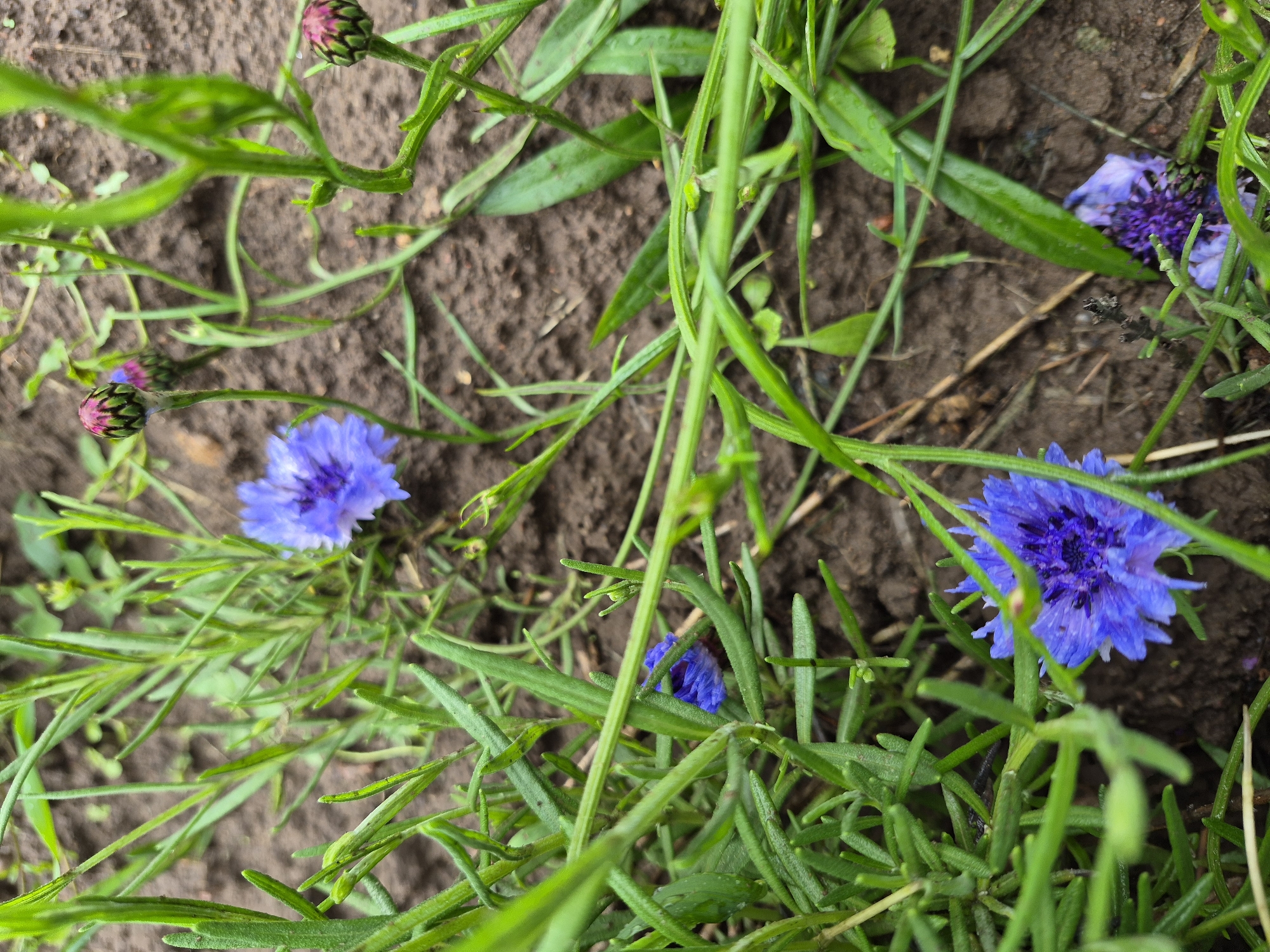 This is a close-up, eye-level shot of several cornflowers and their buds in various stages of bloom, growing in dark brown soil with green foliage. The lighting suggests an overcast day, as there are no harsh shadows. The image is centered on the flowers, with the soil and some scattered dry leaves forming the background. The cornflowers are a vibrant blue, with some buds appearing reddish-pink and green. The overall impression is of a natural, outdoor setting, likely in a garden or a wild patch of land. There are no people or animals present in the image. The scene is static, focusing on the stillness of the plants. No information can be inferred about the location being Gardamas, Lithuania, from the image itself.