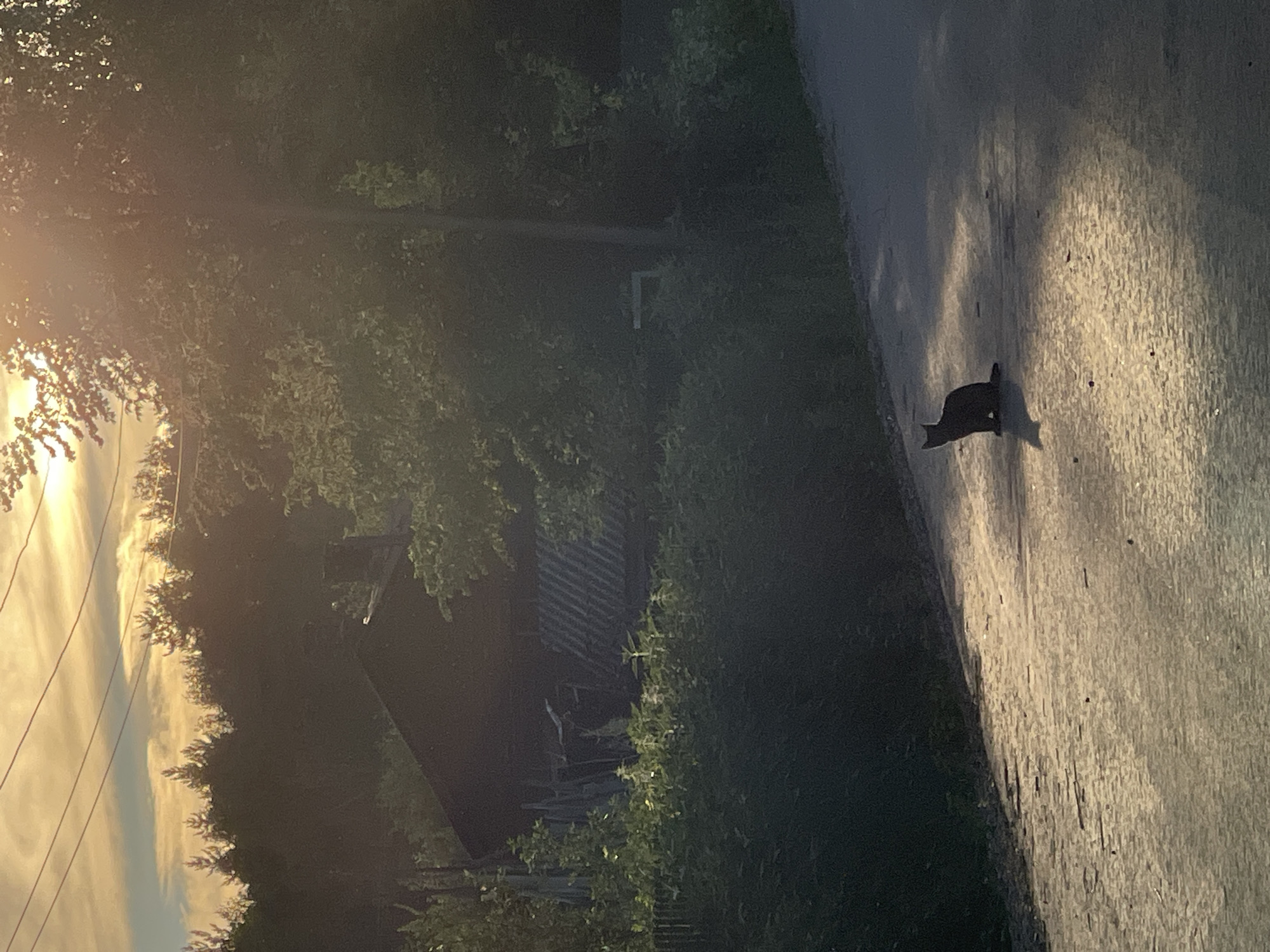 In the city of Заречный, Russia, a black cat sits on an asphalt road at dusk. The setting sun casts long shadows, illuminating the road with a warm glow. In the background, a rustic wooden house with a corrugated metal roof is nestled amongst dense trees. Overhead, power lines stretch across the sky. The scene is quiet and serene, capturing a moment of tranquility in a rural setting.