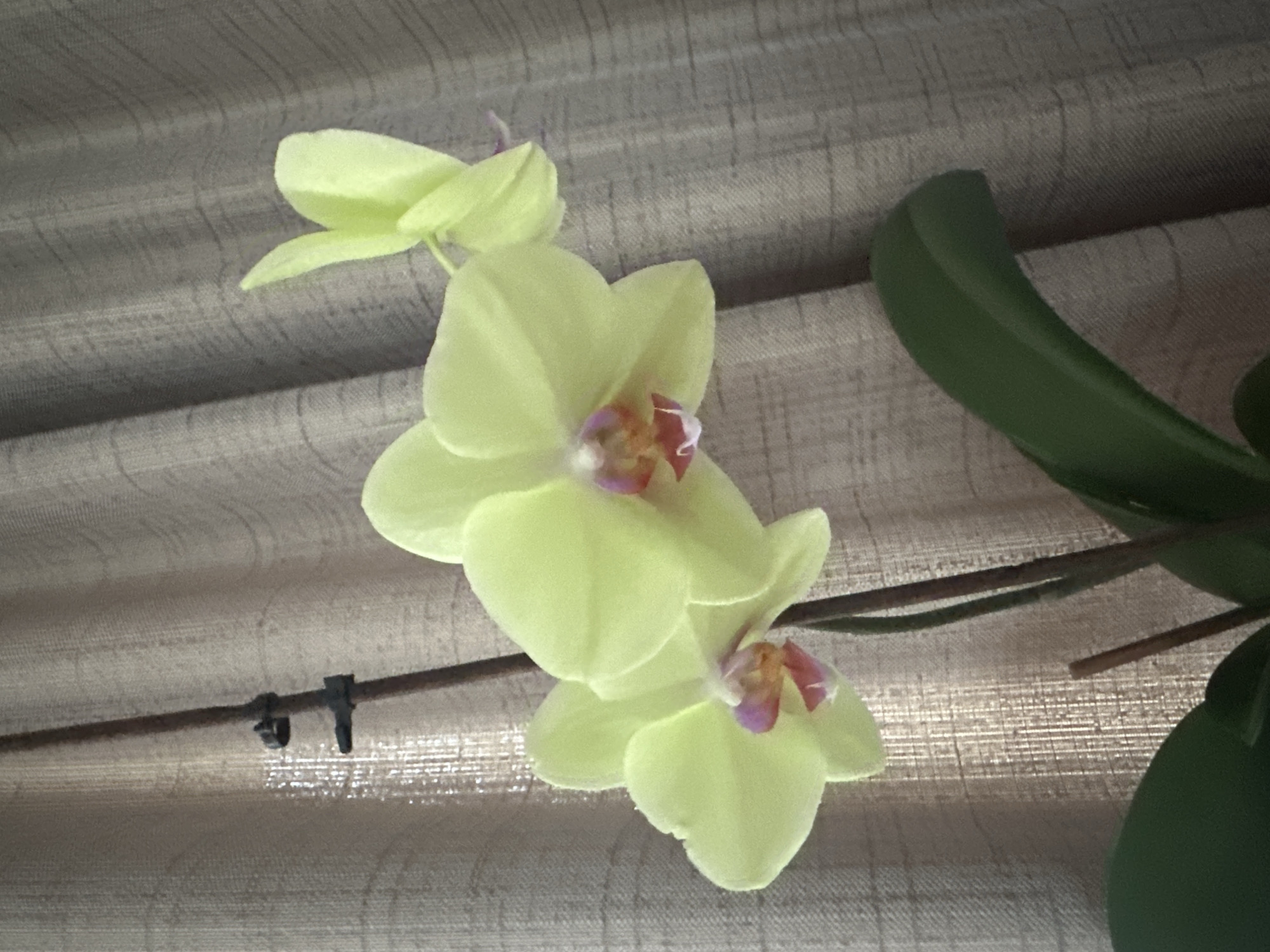 In a dimly lit interior, likely a room in Ishlei, Russia, a spray of pale yellow orchids is captured. The flowers, with delicate pink and orange centers, are in various stages of bloom, some fully open and others still budding. They are supported by a thin, dark stem that is partially obscured by the curtain. The orchids are positioned in front of a textured, neutral-colored curtain that drapes vertically, creating a soft, diffused background. The lighting appears to be natural, possibly from a nearby window, casting subtle shadows and highlighting the velvety texture of the petals. The focus is sharp on the orchids, drawing the viewer's attention to their intricate beauty. The presence of a plant support clip on the stem indicates care and cultivation. The image provides a close-up view of the floral subject, emphasizing its elegance against a muted, domestic backdrop.