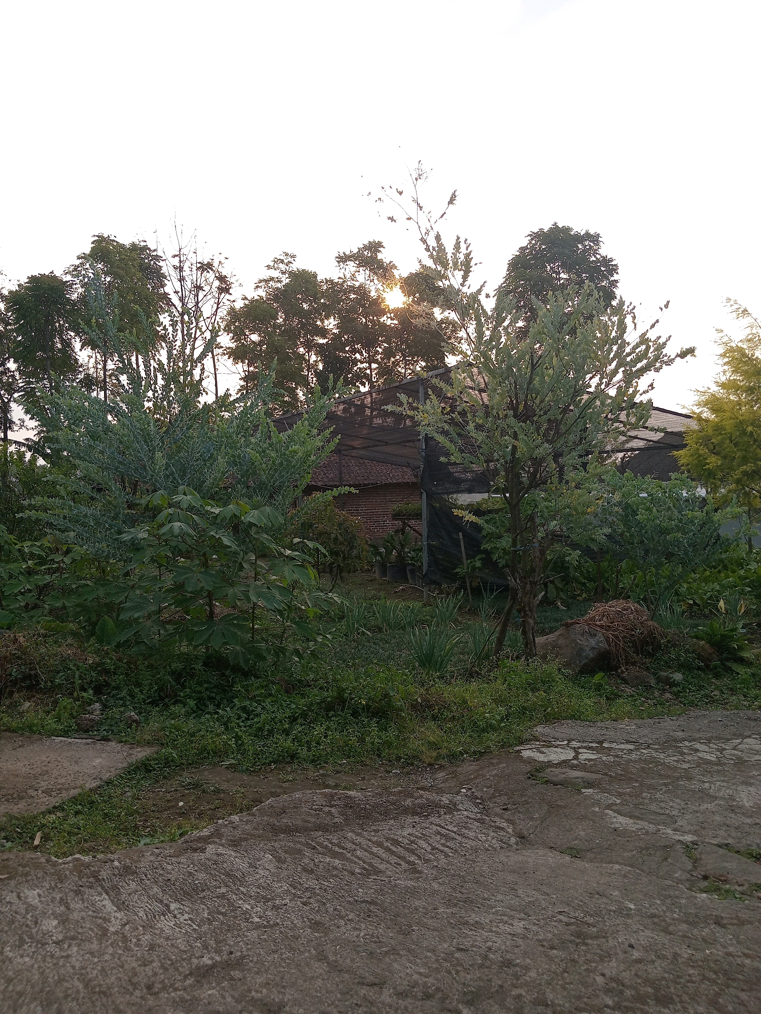 A serene landscape scene is captured at a residence in Claket, Indonesia, during the golden hour. The foreground is dominated by a paved concrete pathway, showing signs of wear and tear with cracks and patches of overgrown grass. Beyond the pathway lies a lush garden, teeming with a variety of green plants and trees. In the middle ground, a small, simple house with a brick exterior and a dark net covering can be seen nestled amongst the foliage. The roof of the house is partially visible, with terracotta tiles. The setting sun casts a warm glow, with the sun's rays peeking through the dense canopy of trees, creating a soft, diffused light. The overall ambiance is peaceful and rustic, typical of a rural Indonesian setting.