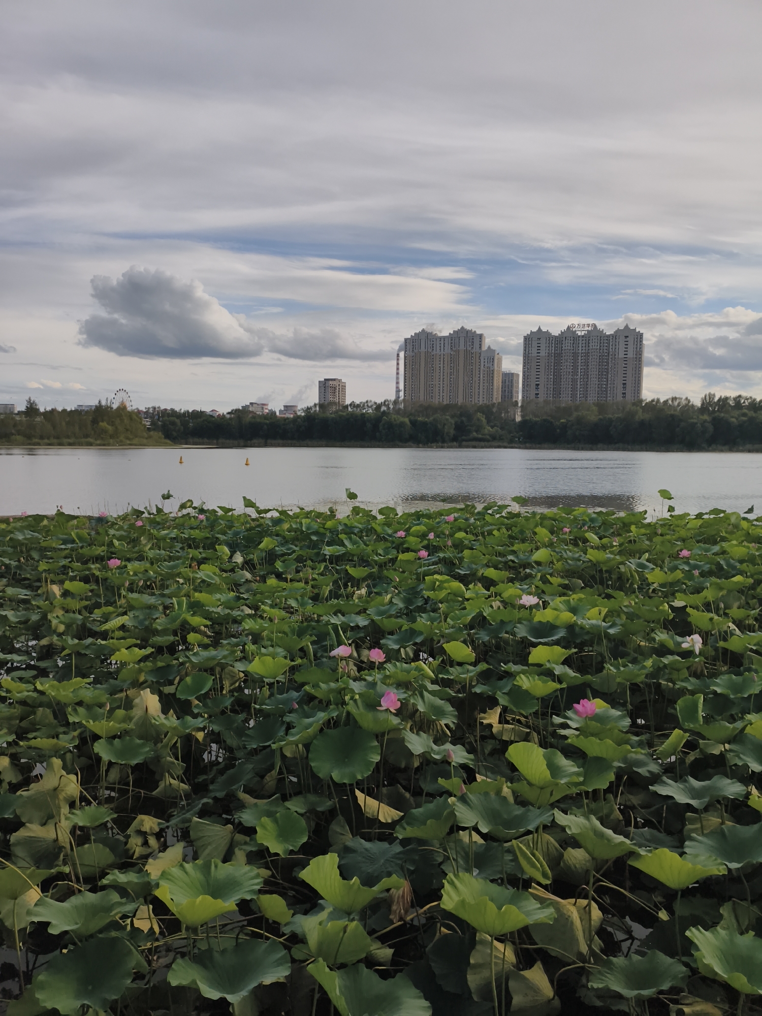 The image depicts a tranquil lake scene in 新城村 (Xincheng Village), China, where a dense carpet of lotus leaves and occasional pink lotus flowers dominate the foreground. The water of the lake stretches out behind the lotuses, reflecting the overcast sky. In the middle distance, a line of lush green trees forms a natural border along the far shore. Beyond the trees, a cluster of tall, modern apartment buildings rises against the sky. A Ferris wheel is visible to the left, suggesting the presence of an amusement area or park. The sky is filled with a dynamic arrangement of grey and white clouds, with hints of blue peeking through.