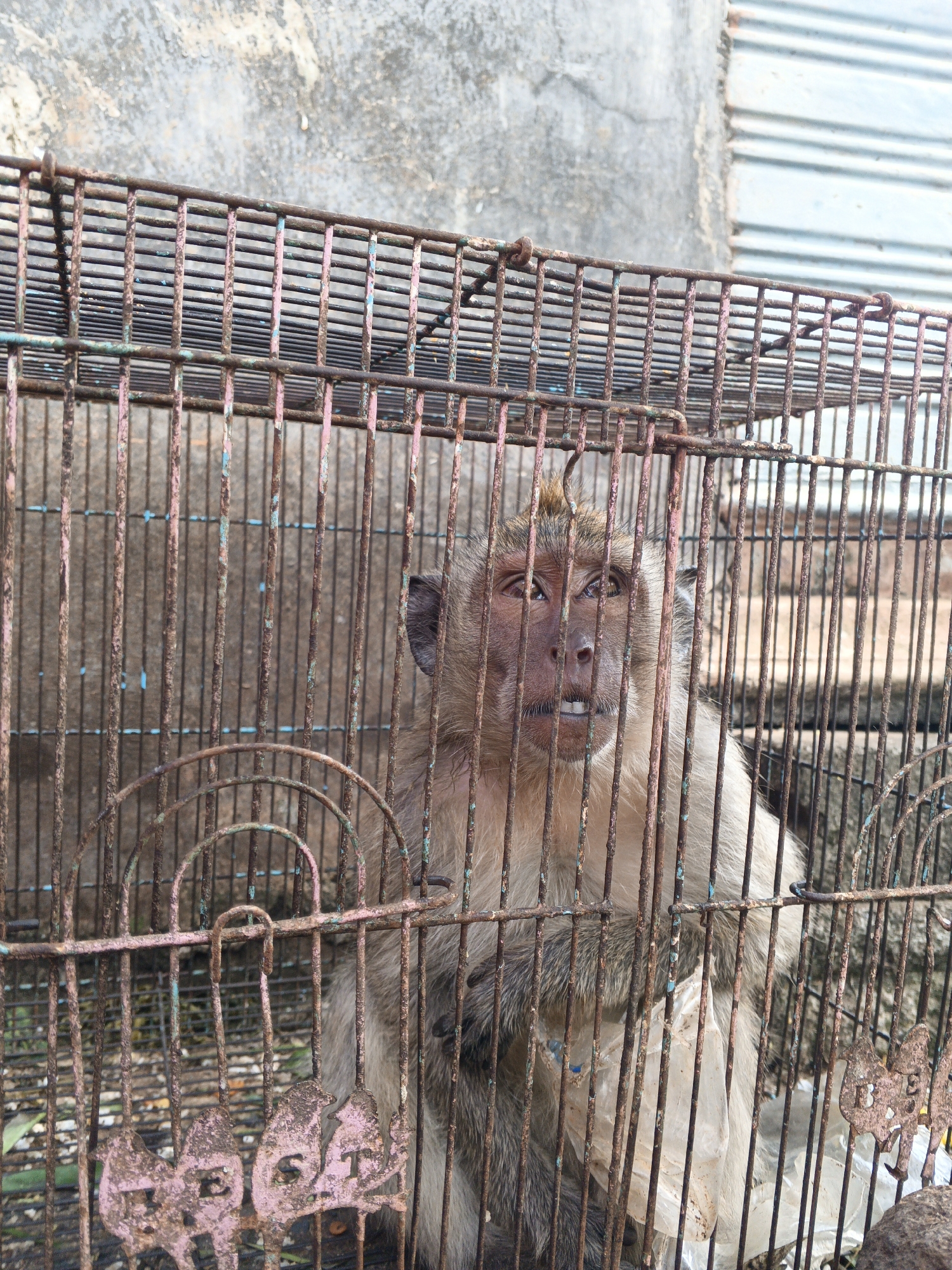 A monkey is in a rusted metal cage. The monkey's fur is brown and grey. The cage has a metal door with a latch. The background shows a concrete wall and a corrugated metal roof. The scene appears to be outdoors, possibly in an urban area. The presence of plastic bags inside the cage suggests the monkey may be a pet or kept for exhibition. The image may have been taken in Padang, Indonesia.