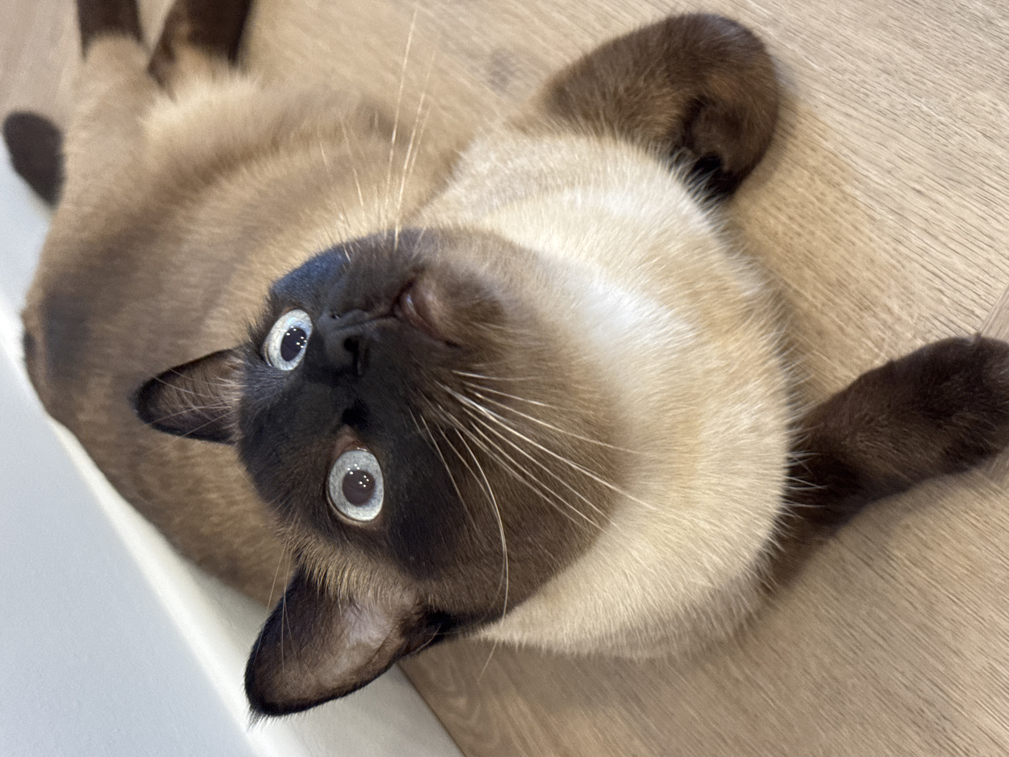 A Siamese cat lies on a wooden floor next to a white baseboard, its head tilted upwards. The cat has a dark face mask and ears, with a creamy white ruff around its neck and a light brown body. Its wide, blue eyes are looking up at something outside the frame. The image was taken indoors, in a residential setting.