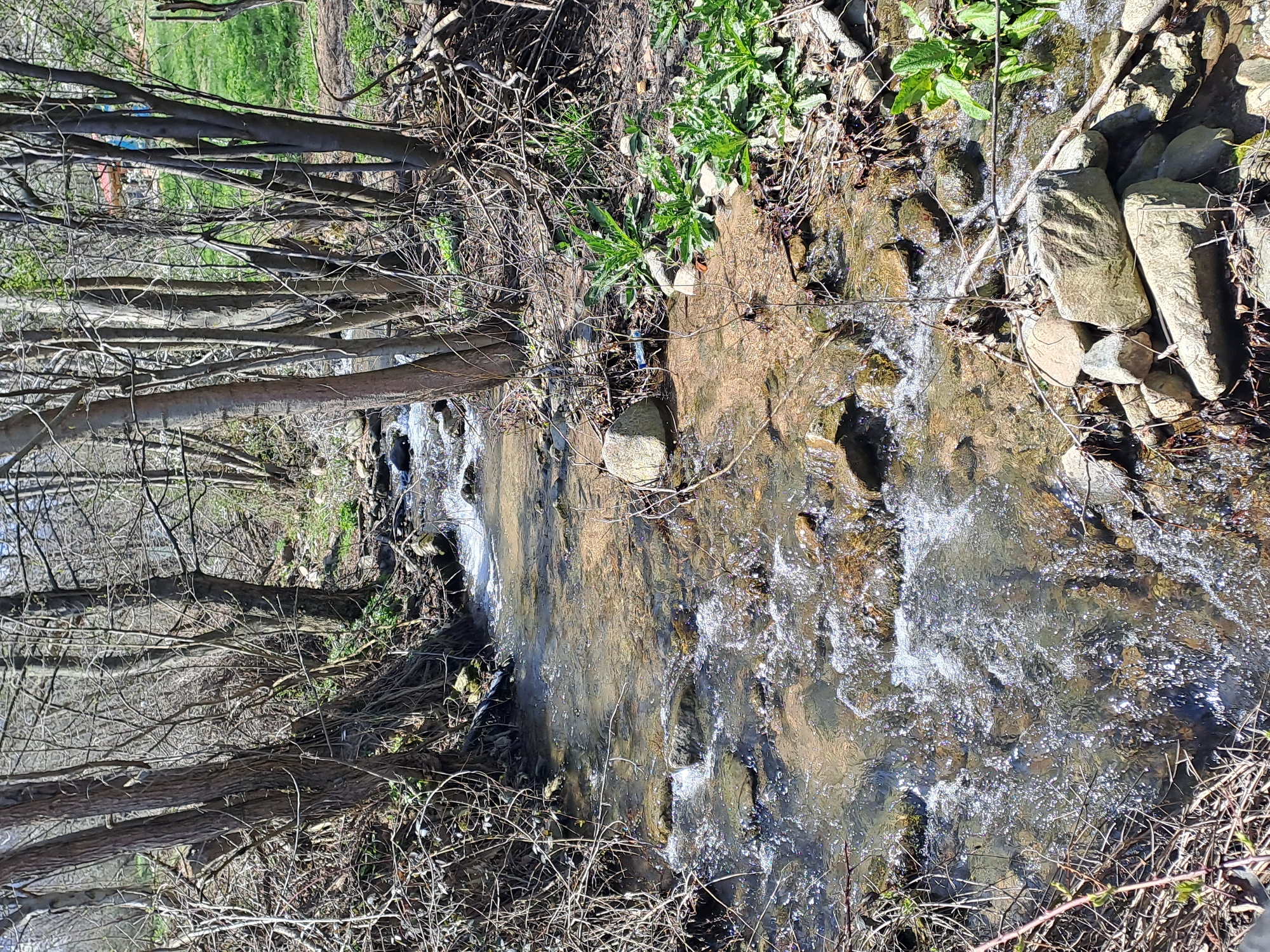 The image depicts a small, rocky stream flowing through a wooded area. The stream is clear and shallow, with visible rocks and pebbles on the streambed. Sunlight reflects off the water's surface. The banks of the stream are covered with vegetation, including green plants and fallen branches. Bare trees and brush line the left side of the stream, with denser vegetation on the right.
Given the location in Spanchevtsi, Bulgaria, it is likely that this stream is a part of the local landscape, reflecting the natural environment of the area. No people or animals are visible in the frame.