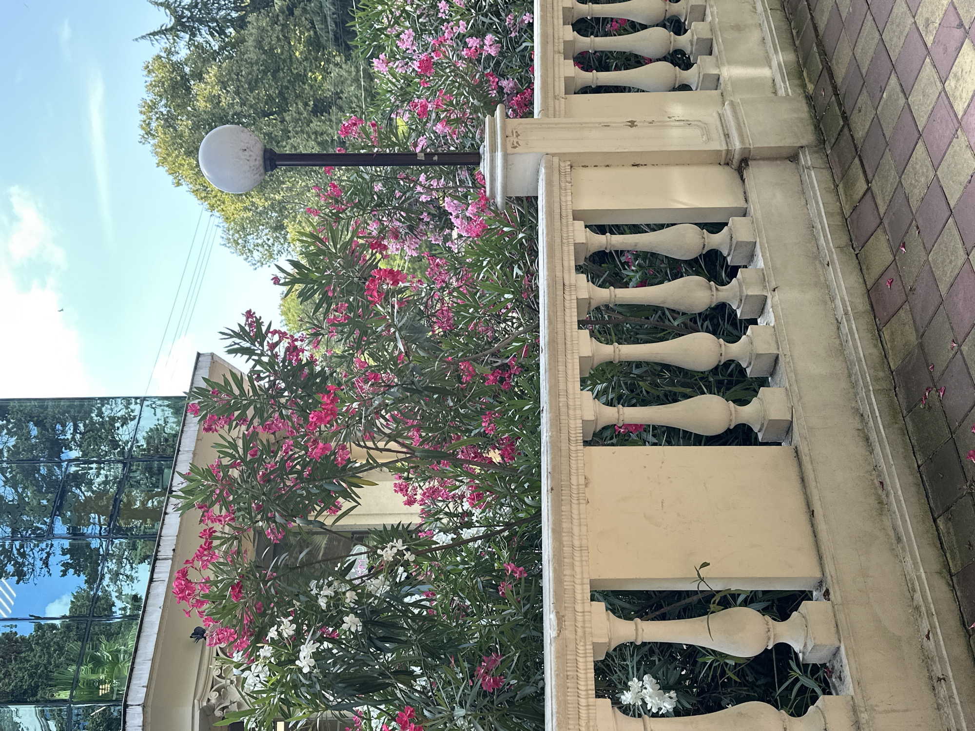 The image captures a section of a public space in Sochi, Russia, likely near a building with a modern, glass facade reflecting trees and the sky. In the foreground, a cream-colored balustrade with decorative pillars runs horizontally across the frame. Behind the balustrade, a dense hedge of oleander bushes in full bloom with pink and white flowers creates a vibrant backdrop. A dark metal lamppost with a spherical light fixture stands to the right of the frame, partially obscured by the foliage. The ground in front of the balustrade is paved with square tiles in a checkerboard pattern of earthy tones. The overall impression is one of a well-maintained, sunny outdoor area with lush vegetation.