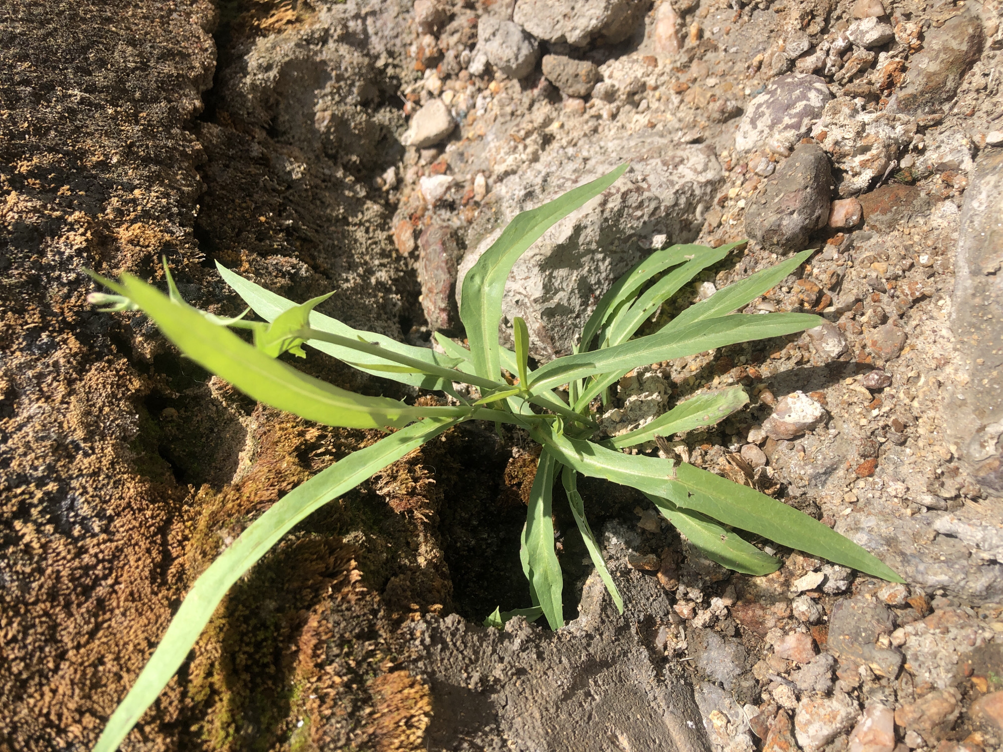 A close-up, outdoor, eye-level shot captures a green plant growing out of a rough, textured, earthy surface, likely near a wall. The plant has long, thin, vibrant green leaves that fan out from a central stem. Sunlight casts shadows across the scene, highlighting the textures of the dry soil, small pebbles, and larger, rough-hewn rocks. A section of a weathered, textured wall, possibly made of brick or stone, forms the background. The overall impression is one of resilience, with the plant thriving in a seemingly harsh environment.