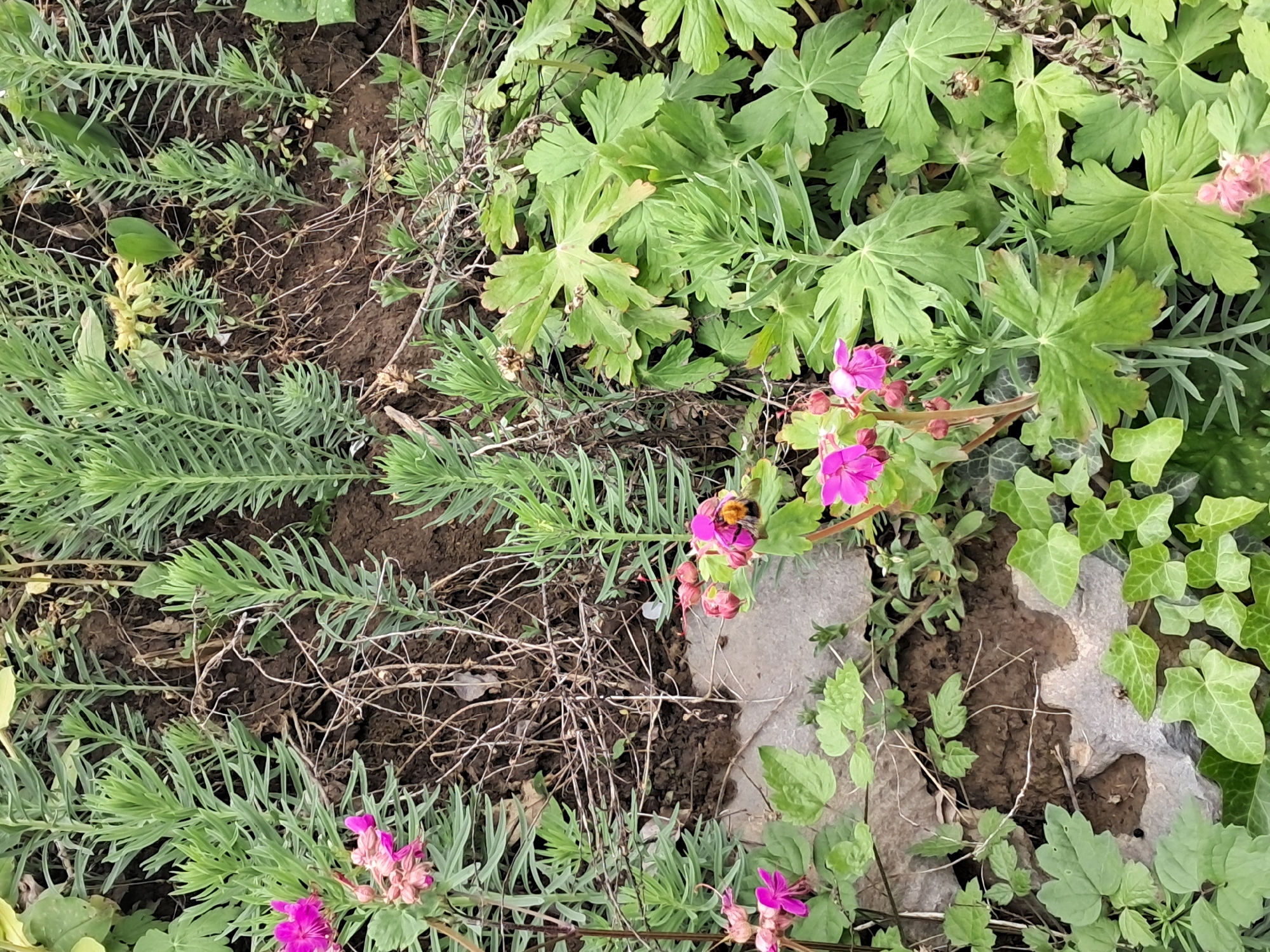 The image shows a close-up view of ground cover in Seykovtsi, Bulgaria. The scene is dominated by various green plants, including linear, needle-like foliage, and lobed leaves with rounded edges. There are also smaller ivy leaves with distinct points. Some pink flowers are present, with one containing a bee. The ground is a mix of soil and gray rocks. Scattered dead plant material is visible.