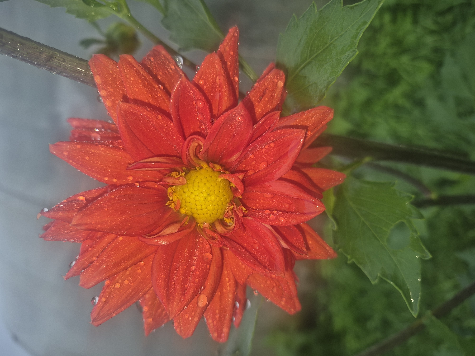 A close-up, vertical shot shows a bright orange dahlia flower with water droplets on its petals. The flower's center is a vibrant yellow, with intricate petal formations radiating outwards. A thin, brown stem supports the bloom, and a few green leaves are visible below and to the right of the flower. The background is softly blurred, appearing as a misty gray at the top and a muted green at the bottom, suggesting an outdoor environment possibly with some atmospheric moisture. The scene is static and features no human subjects or discernible actions. The image does not provide information about its location in Karsha, Russia.