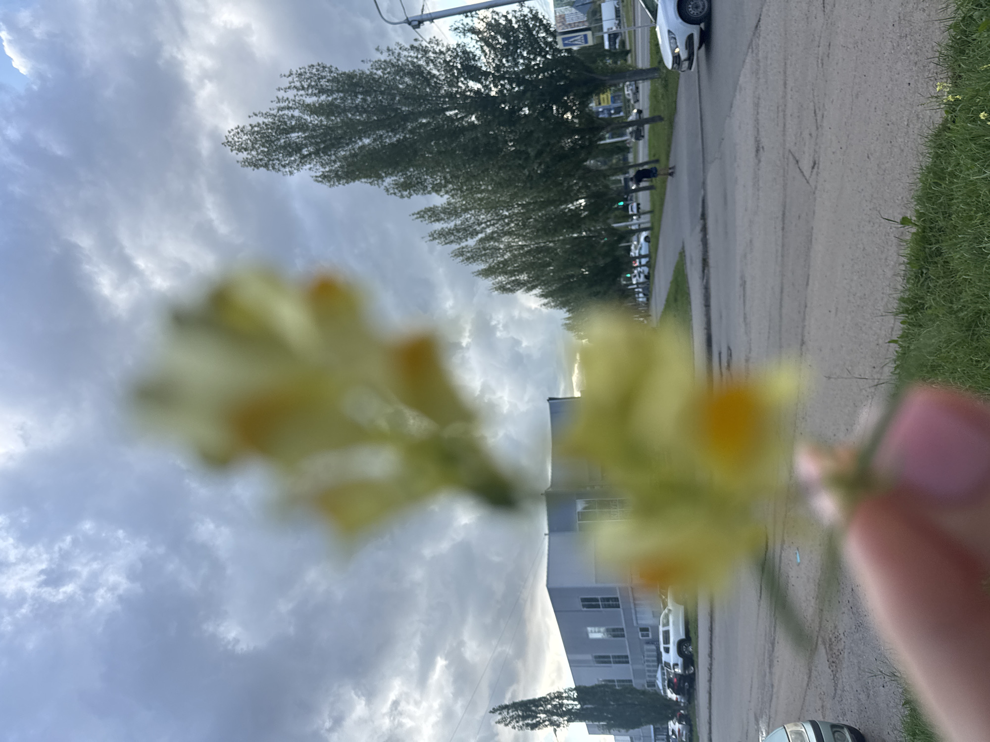 The image depicts a close-up view of a hand holding a blurred yellow flower stem in the foreground. The background is a city street scene with a gray, overcast sky. To the left, a modern, rectangular building with many windows is visible. A row of tall, slender trees lines the sidewalk on the right side of the street. Several cars are parked and driving on the road. A person is walking on the sidewalk in the distance. The overall impression is an urban environment under a cloudy sky, with nature elements like trees and a flower. The location is Ufa, Russia.