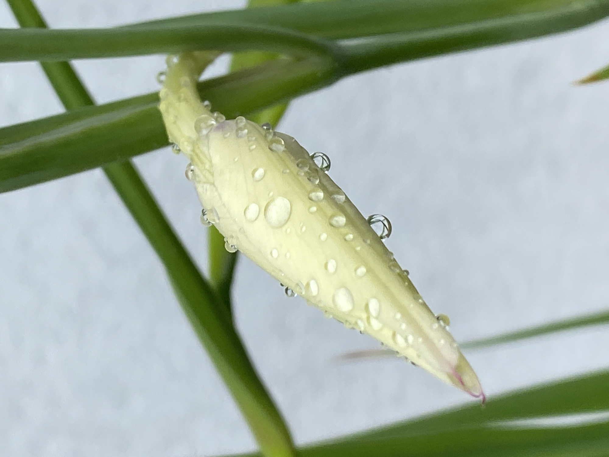 A macro photograph captures a pale yellow flower bud, possibly an orchid, covered in numerous clear water droplets, resting on green, vertical stems. The bud is slightly curved, tapering to a point at the left where a faint pinkish hue is visible. The background is a soft, out-of-focus grey, suggesting an indoor setting or overcast outdoor conditions. The image focuses on the delicate texture of the bud and the reflective quality of the water droplets. No people or animals are present. The scene is static and naturalistic. The location is not identifiable as being within the city of Purkersdorf, Austria, based solely on the visual information provided.