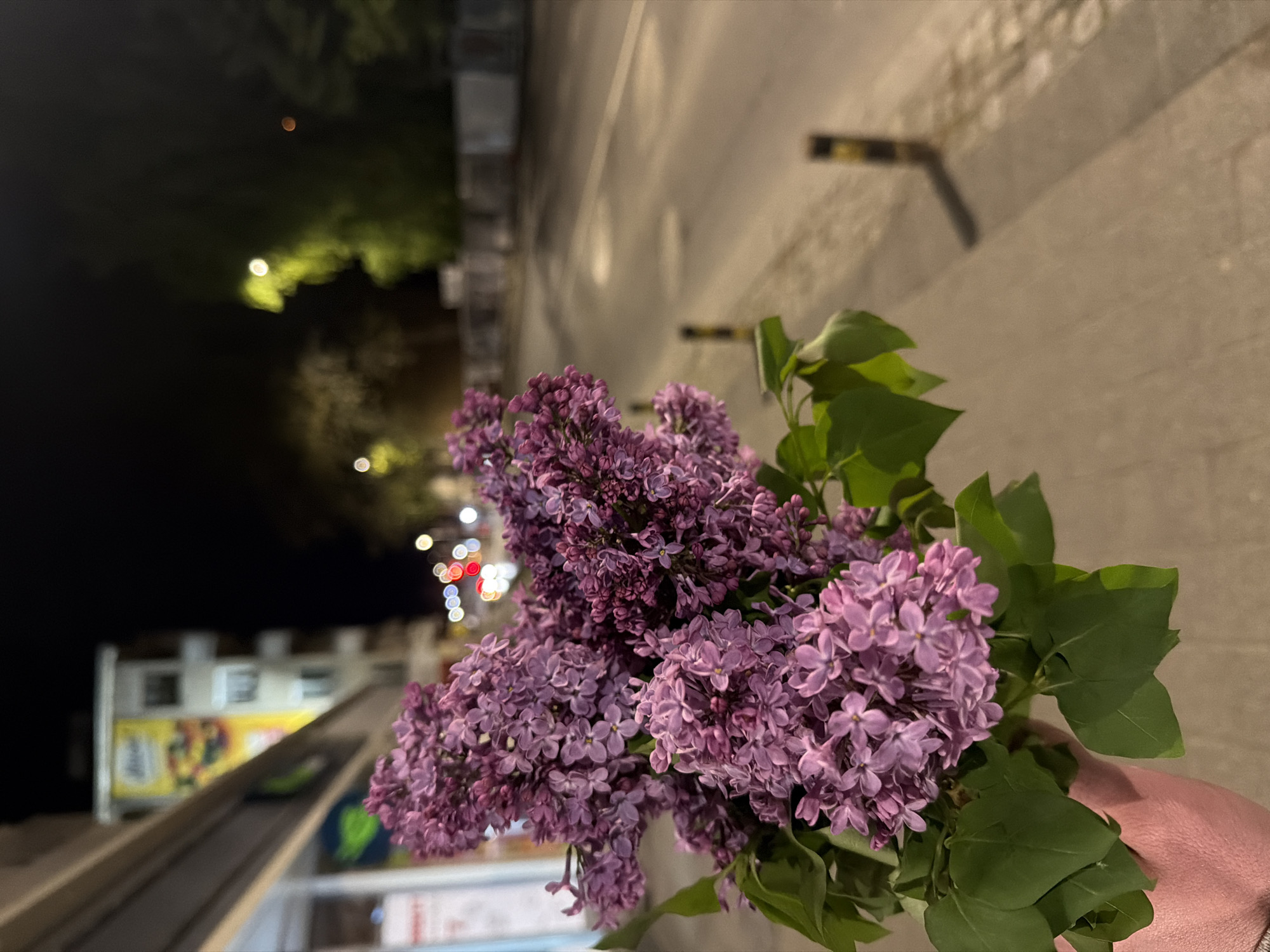 A close-up shot captures a vibrant bouquet of purple lilac flowers with fresh green leaves, held in a person's hand in the lower right foreground. The flowers are in sharp focus, displaying clusters of small, densely packed petals in varying shades of lilac and deeper purple.
The background is a blurred urban street scene at night. The upper left features a dark sky with indistinct, illuminated green foliage and several distant, glowing lights, including a prominent orange-red bokeh circle and other white lights. A concrete pavement or road extends from the mid-ground towards the distance, softly illuminated by streetlights, creating gentle glows on its surface. On the far left, blurred commercial buildings or shops are visible, adorned with bright lights and signs that appear to have yellow and white elements, though any text is illegible due to motion blur and focus. On the right side of the frame, a light-colored wall or building facade with dark, angular fixtures runs vertically. Numerous other blurred lights, likely from vehicles or distant buildings, appear as colorful bokeh circles (red, white, and orange) scattered throughout the mid-ground.
The activity shown is a person holding the bouquet of lilacs, possibly during an evening stroll. The time of day is night, evident from the darkness and reliance on artificial illumination. The setting is an urban environment in Plovdiv, Bulgaria, characterized by streetlights, buildings, and a road. No discernible weather conditions are apparent, and no clear emotions or readable text are visible.
