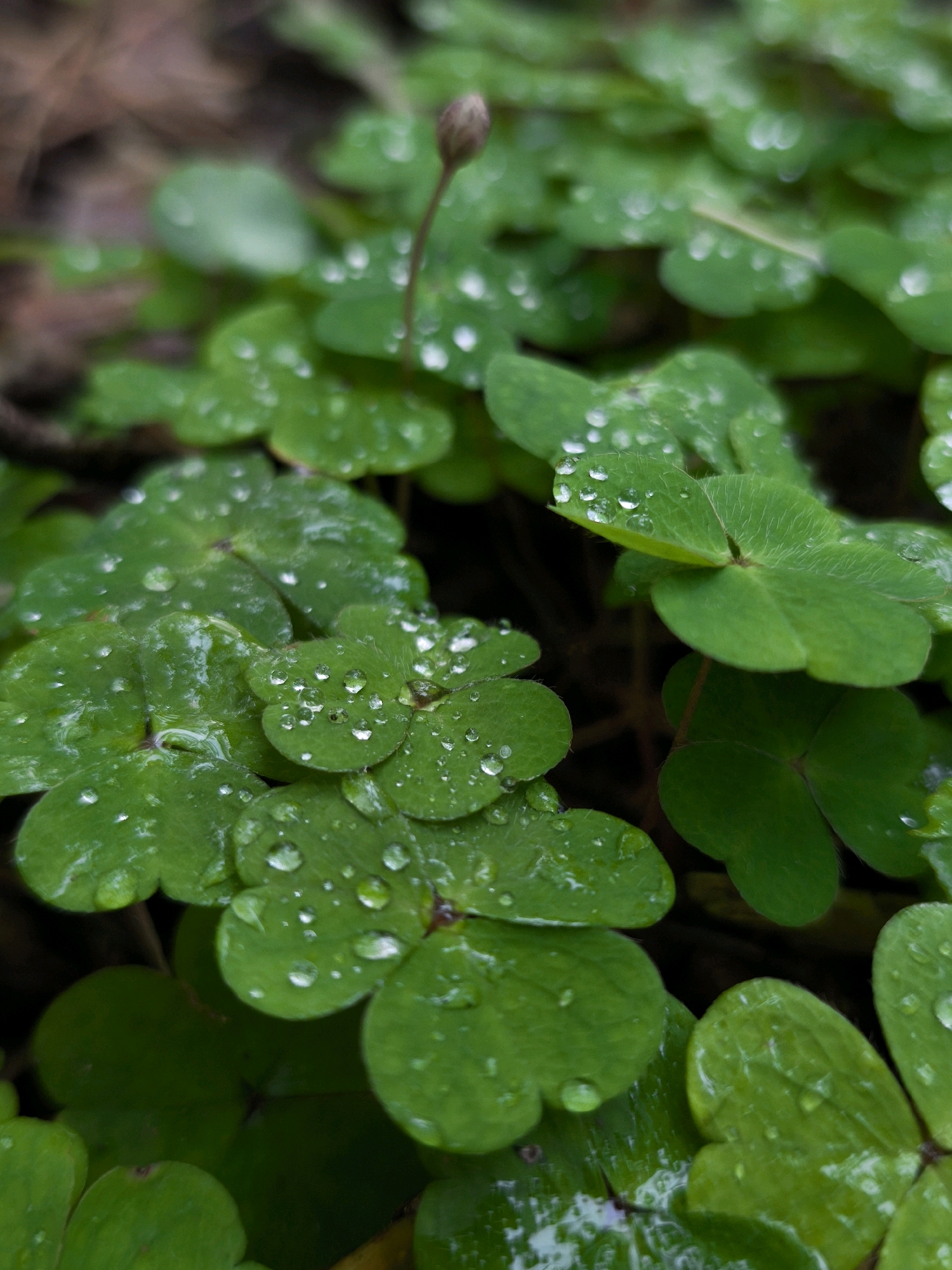 The image shows a close-up, low-angle shot of green clover leaves glistening with raindrops. The leaves are vibrant and appear wet, with individual water droplets visible on their surfaces. In the background, out-of-focus elements suggest a natural environment, possibly a forest floor, with muted brown and green tones. A single, small bud on a thin stem stands upright amongst the leaves, also speckled with water. The scene is static, with no people or actions depicted. The overall impression is one of freshness and nature after a rain. The location in Mahilyow, Belarus, is not visually indicated in the image.