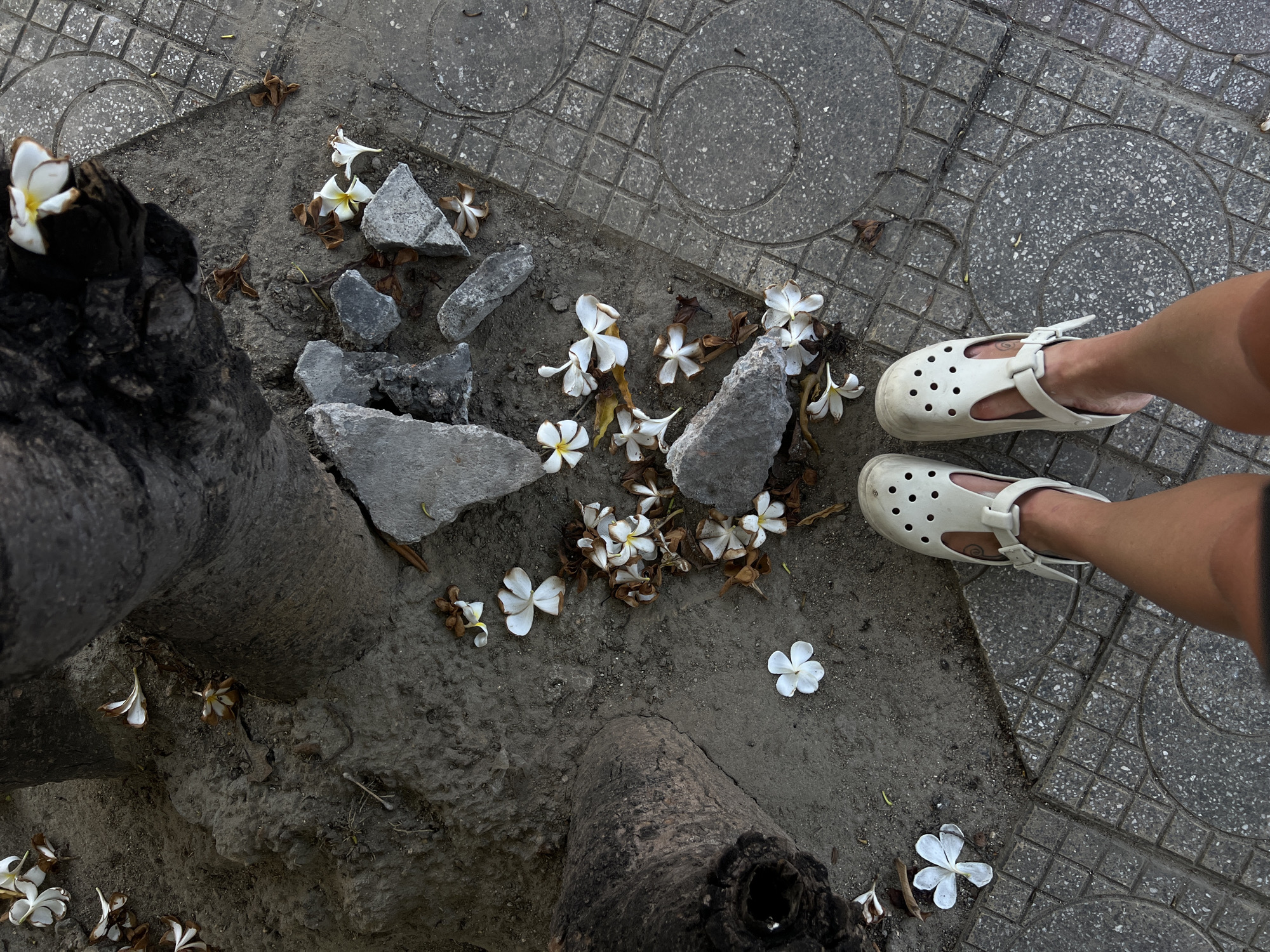 The image depicts a scene on a paved area in Nam Nha Trang Ward, Vietnam. A tree trunk is visible on the left side of the frame, surrounded by soil, fragments of broken concrete, and scattered frangipani flowers in varying states of freshness, some appearing dried. To the right of the tree trunk, the ground transitions to a tiled walkway. In the upper right corner, a person's legs and feet are visible, wearing white, slip-on sandals. The overall tone of the image is muted, with a focus on the natural and urban elements of the scene.