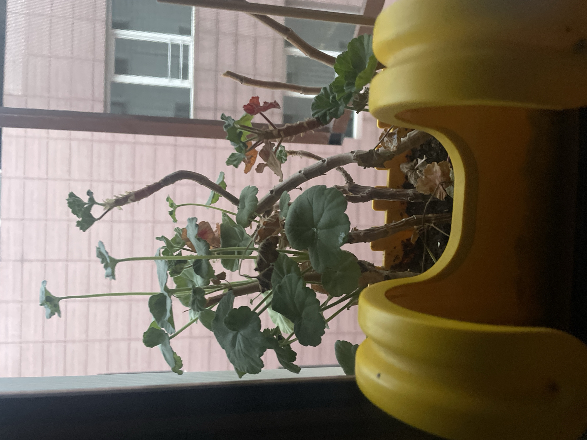 A potted plant, appearing to be a geranium, sits on a windowsill. The plant has green leaves and several woody stems. The pot is yellow and has an unusual, wavy design. In the background, through the window, a building with pink brickwork is visible, along with a glimpse of a window with white framing. The scene is set in Kadıköy, Turkey.