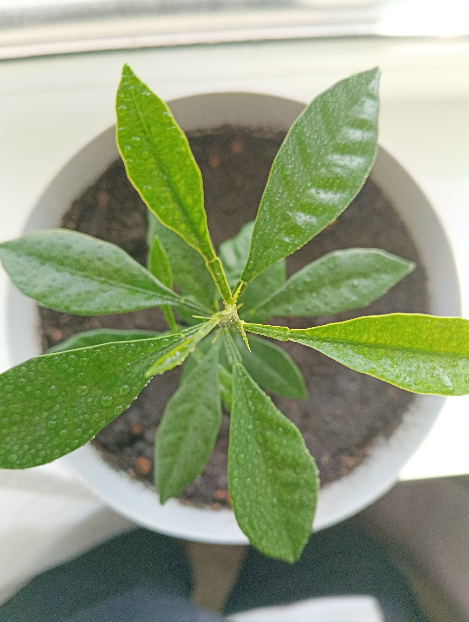 The image is a top-down view of a small green plant in a white pot. The plant has several leaves covered in small water droplets. The pot is filled with dark soil. The background is blurred, but appears to be a light-colored surface, possibly a windowsill. The image does not contain any information that can be used to determine its location in Petrozavodsk, Russia, or any details about people, actions, or interactions.