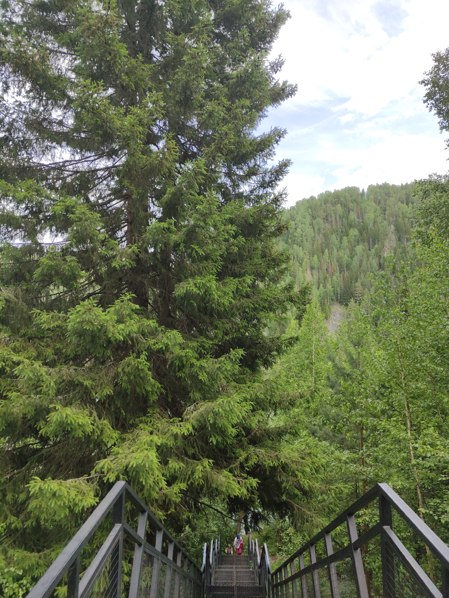 A medium-shot, eye-level perspective of an elevated metal staircase, presumably in the city of Sim, Russia, framed by dense foliage. A large evergreen tree dominates the left foreground, with its branches extending partially over the staircase. In the background, a hillside covered with green trees is visible.
The staircase has black metal railings with vertical bars. The steps are also made of metal and appear grated. At the far end of the staircase, near the base, two individuals can be seen. The person on the left is walking down the steps, while the person on the right is wearing a pink jacket. The scene suggests an outdoor setting in a wooded area, possibly a park or natural area, with a stairway providing access or passage through the landscape. The sky above is cloudy and overcast.