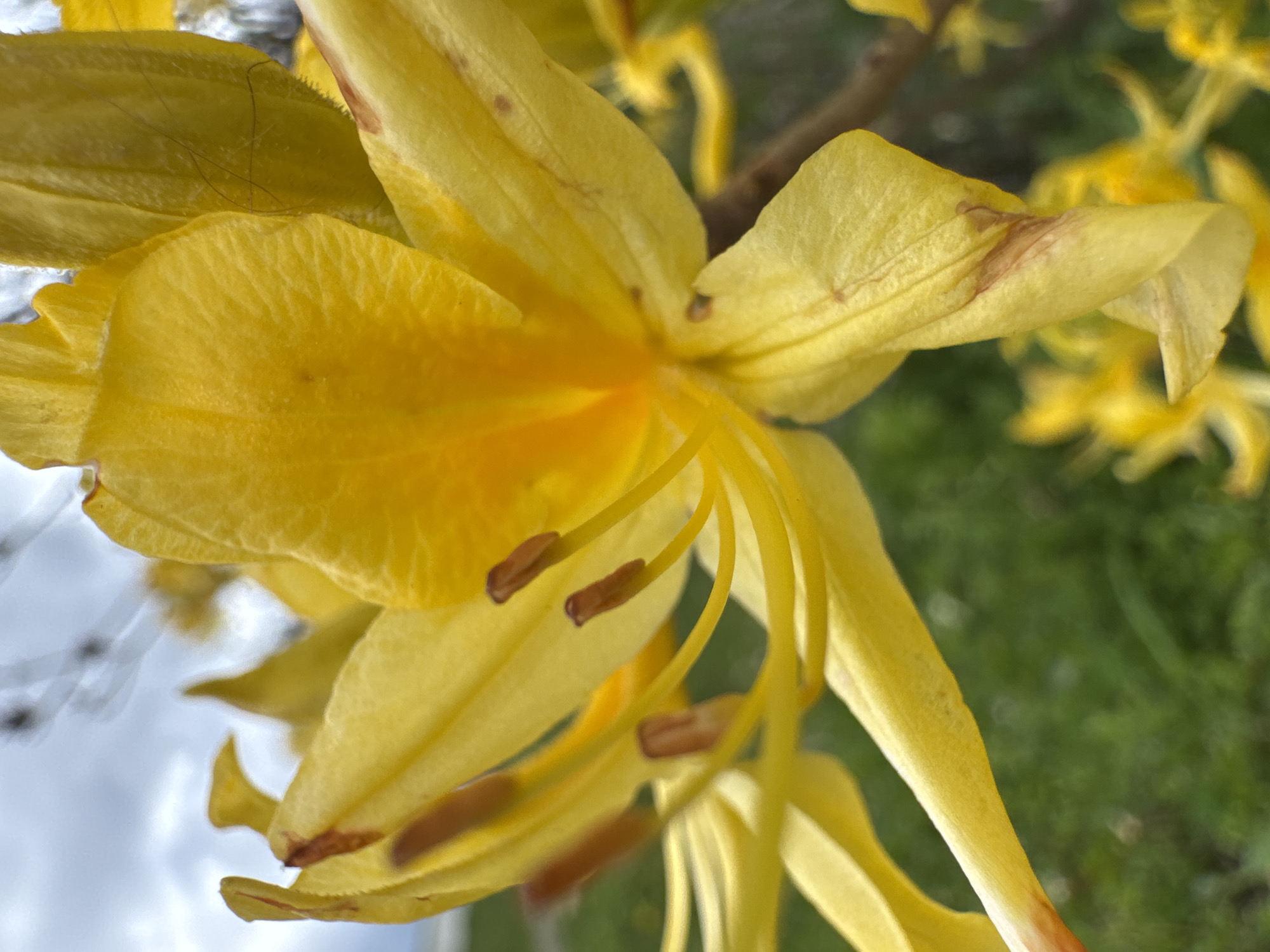 A close-up, slightly off-center shot depicts a cluster of yellow rhododendron flowers. The petals are smooth with subtle ridges and slight imperfections, including a few small brown spots on the outer edges of some petals. The flowers have long, slender pistils with dark brown tips. In the background, more of these yellow flowers are visible, slightly out of focus, along with a blur of green grass and foliage. The sky, a mix of white and blue from behind the flower, is partially visible.
I cannot provide the location in the city of Верхняя Мара, Russia. The image doesn't contain enough information to determine the location.