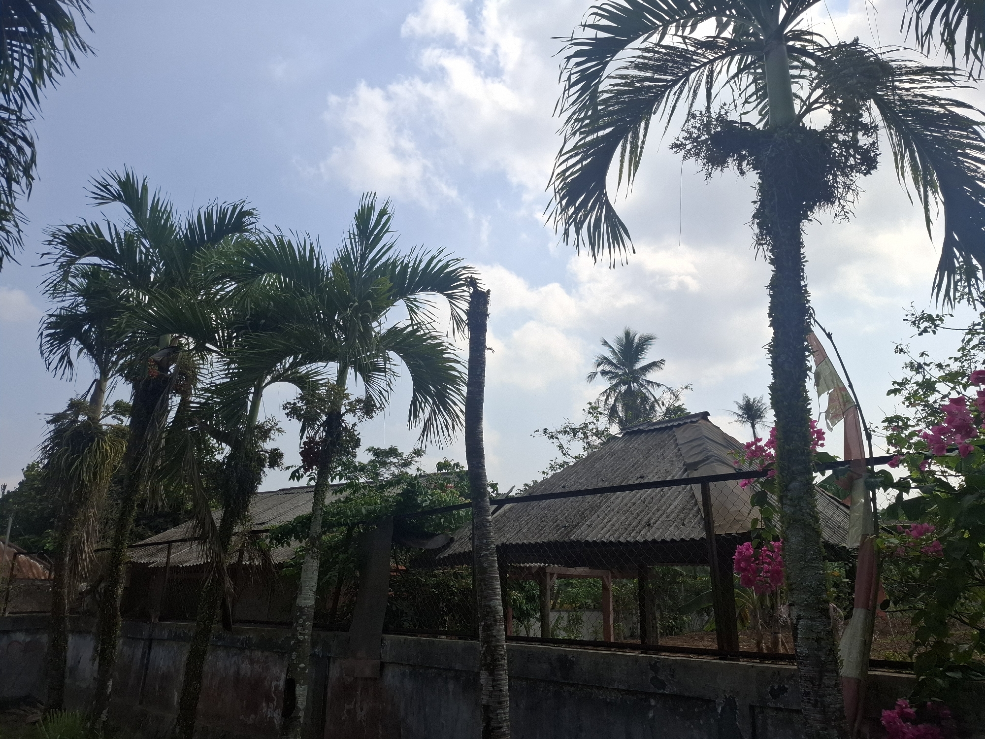 The image depicts a rural outdoor scene, likely in Kutasirna, Indonesia. In the foreground and midground, several tall palm trees with lush green fronds dominate the composition. One palm tree in the right midground has a thick, textured trunk with what appears to be moss or vines growing on it. Behind the palm trees, a rustic, open-sided structure with a corrugated metal roof is visible, supported by wooden posts. A concrete wall runs along the lower part of the image, separating the area from the foreground. To the right of the structure, vibrant pink bougainvillea flowers are in bloom, adding a splash of color to the scene. A tattered flag, with white and red sections, is tied to a pole behind the flowers and structure. The sky above is a pale blue, with scattered white clouds. The overall impression is one of tropical vegetation and a simple, possibly agricultural or residential, setting.