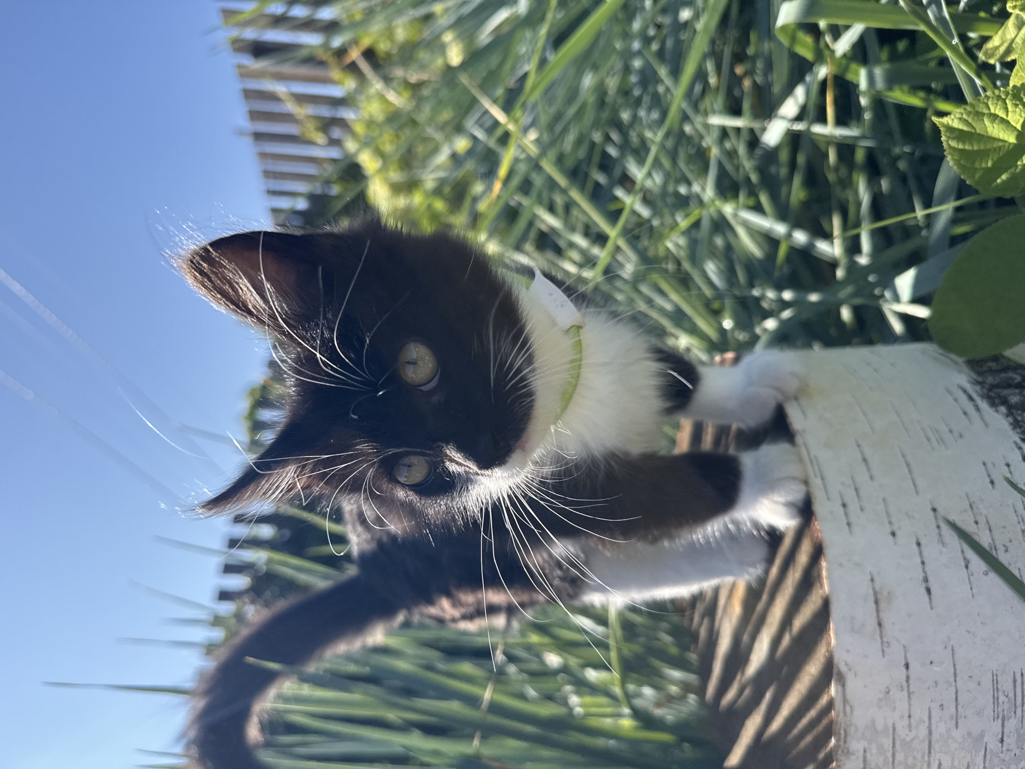 A young black and white kitten with a light green collar stands on a piece of white birch bark, surrounded by green grass and foliage. The kitten's fur is black on its back and head, with white on its chest, paws, and some facial markings. Its eyes are wide and light green. The background shows a wooden fence and a clear blue sky. The scene is outdoors, likely in a garden or yard. The location is identified as Kempelevo, Russia, suggesting a residential or rural setting. The lighting indicates it is daytime with bright sunlight.