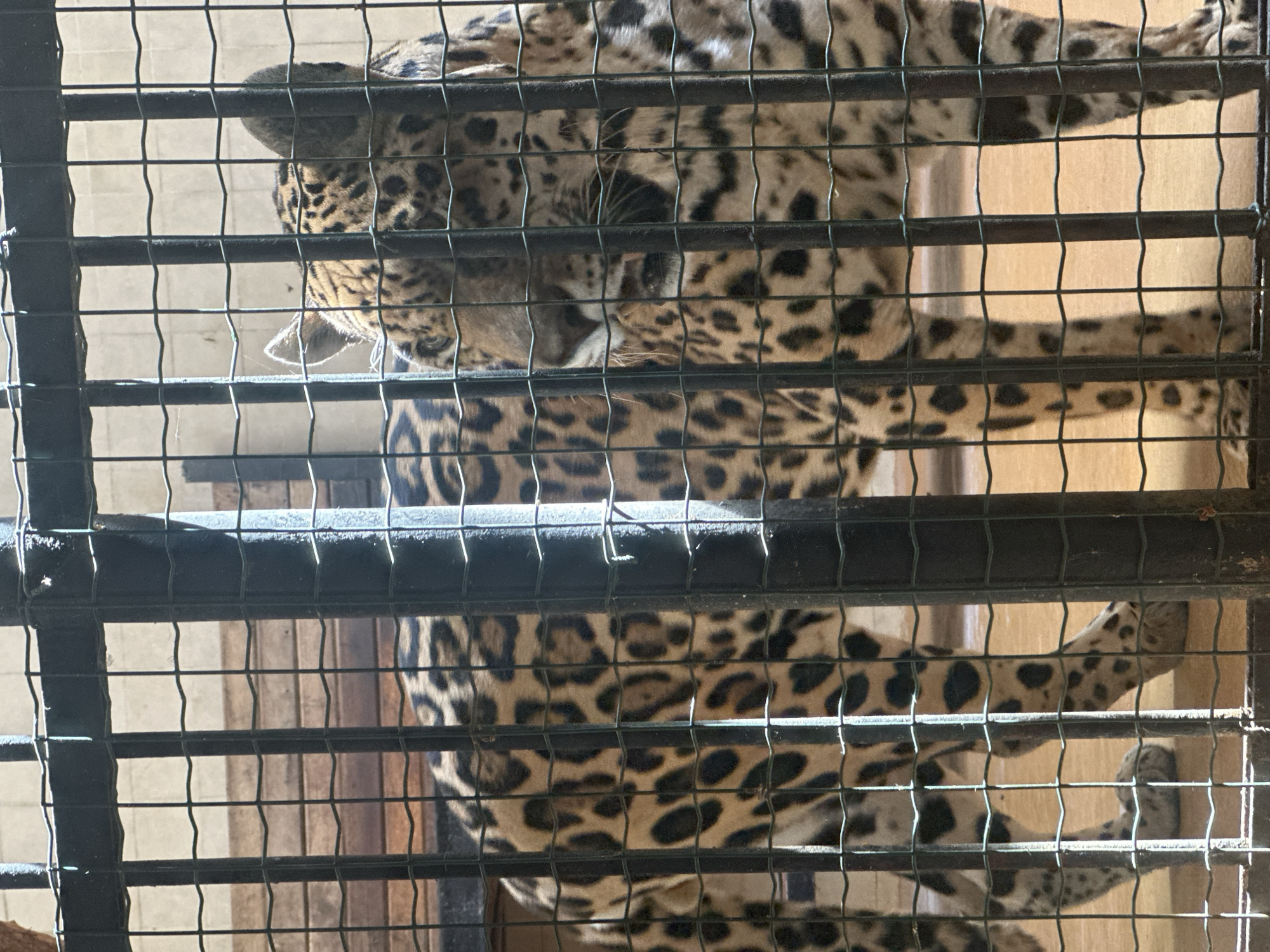 In Sofia, Bulgaria, a jaguar is observed within a cage. The jaguar, a large feline with distinctive spotted fur, is standing on a wooden floor. The enclosure is constructed with vertical metal bars. The animal's body is partially obscured by the bars, with its head and front portion of its body clearly visible. Sunlight streams into the enclosure, creating highlights and shadows on the animal and the cage.