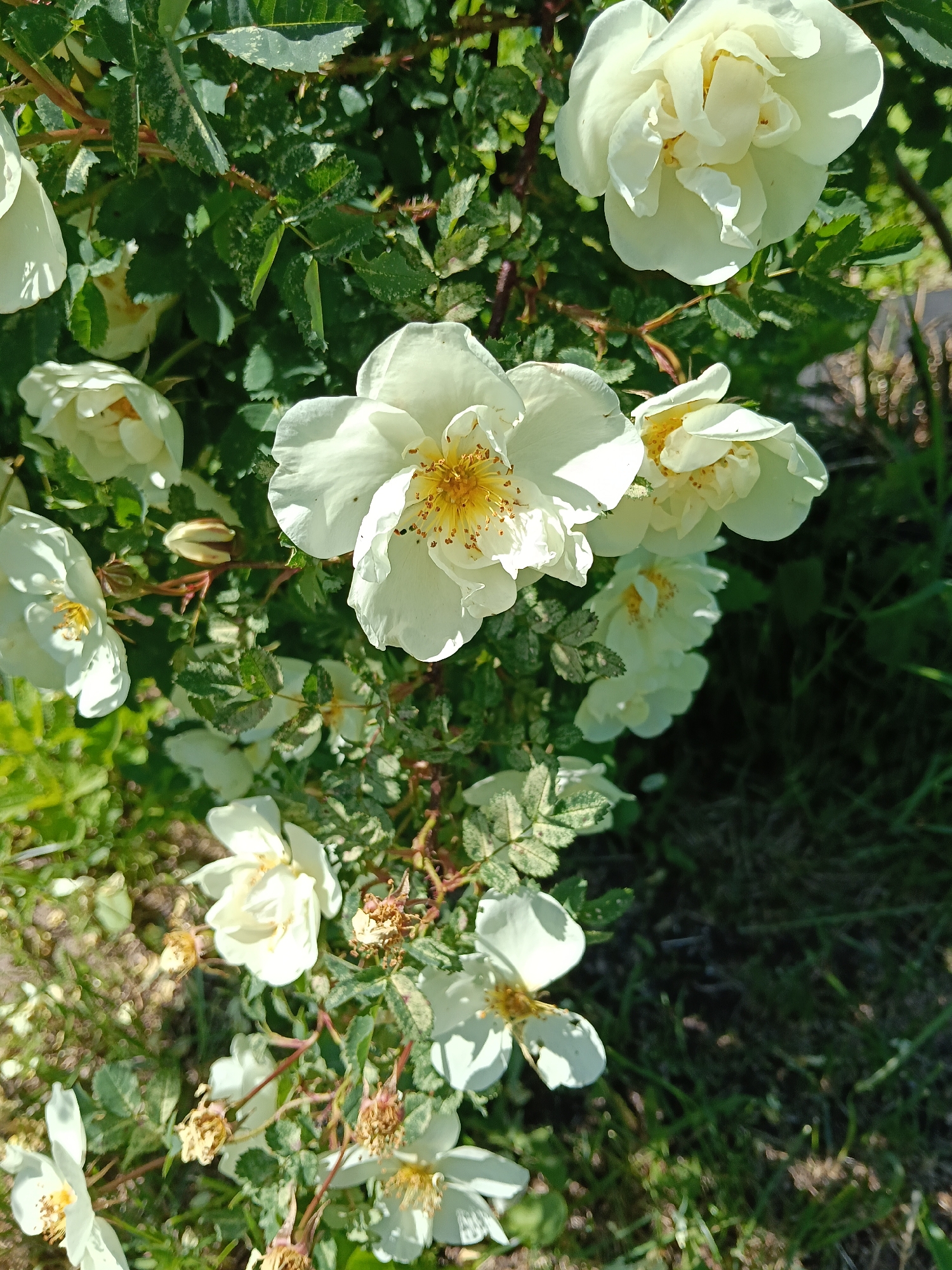 The image displays a close-up view of a rose bush featuring numerous white flowers and green foliage, located in the city of Красный Маяк, Russia. Multiple white flowers are in various stages of bloom; some are fully open, revealing prominent yellow stamens and pistils at their centers, while others appear as buds or partially unfurled. The petals of the open flowers are predominantly white, exhibiting some textural variations and shadows from direct sunlight. The bush's leaves are dark green, with some individual leaves showing lighter green or mottled patches. Dark, thorny stems are visible among the leaves and flowers. The foreground and background consist of blurred green vegetation, likely grass and other plants, with patches of lighter ground visible. The scene is brightly lit by natural sunlight, casting distinct shadows and highlights on the plant elements. No human figures or discernible human-made objects are present.