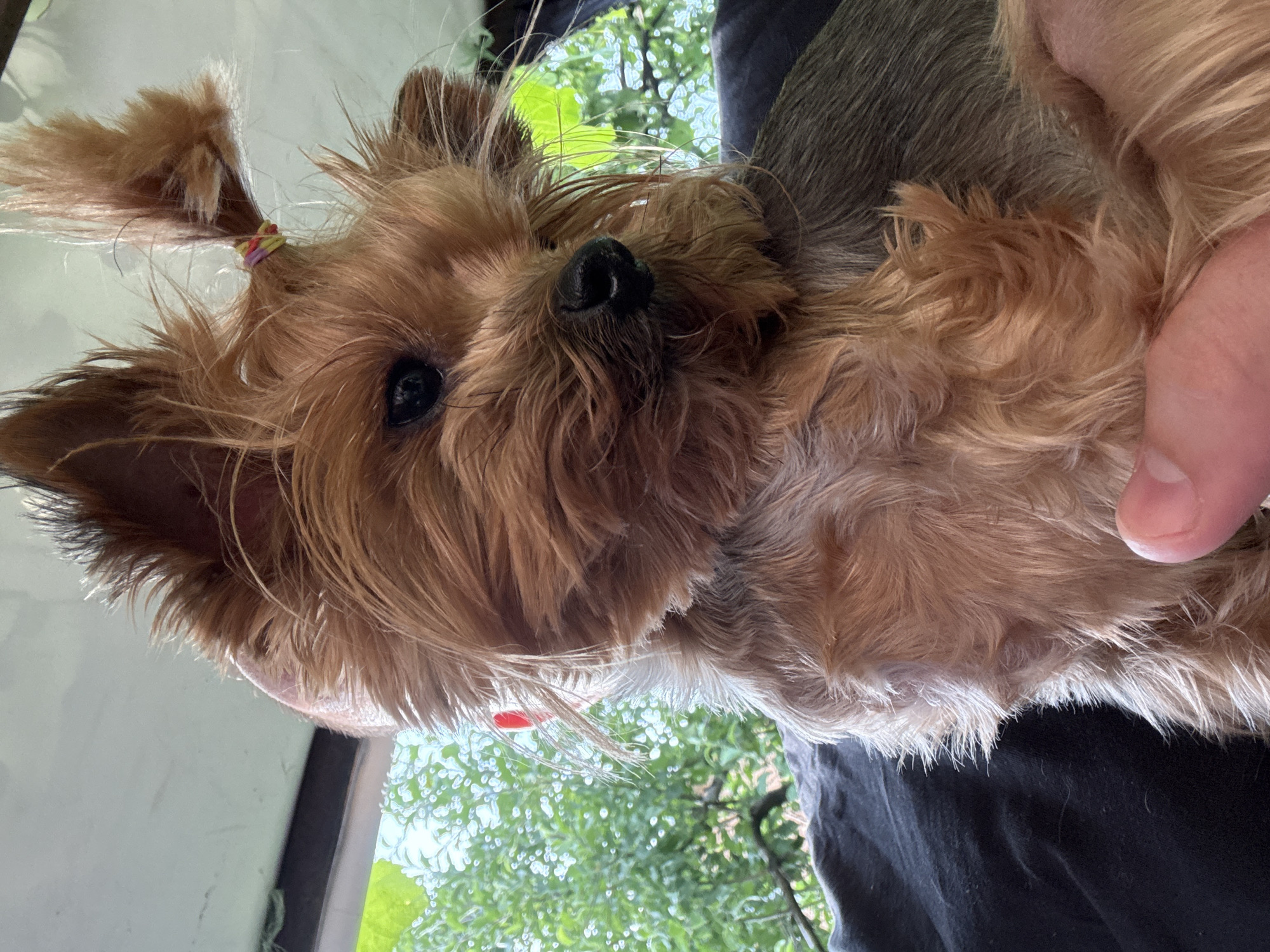 A close-up, eye-level, outdoor shot features a Yorkshire Terrier dog with light brown and tan fur. The dog's head is tilted slightly to the right, with its right ear tied up with a colorful hair tie. Its dark eyes are looking to the right, and its nose is black. The dog is resting on a dark, textured surface, possibly a blanket or cushion, and a human finger is visible in the lower right corner of the frame, gently touching the dog's fur. In the background, out-of-focus green foliage suggests a natural outdoor environment, possibly a park or garden. The lighting is bright, indicating it is daytime, and the overall mood is calm and affectionate.