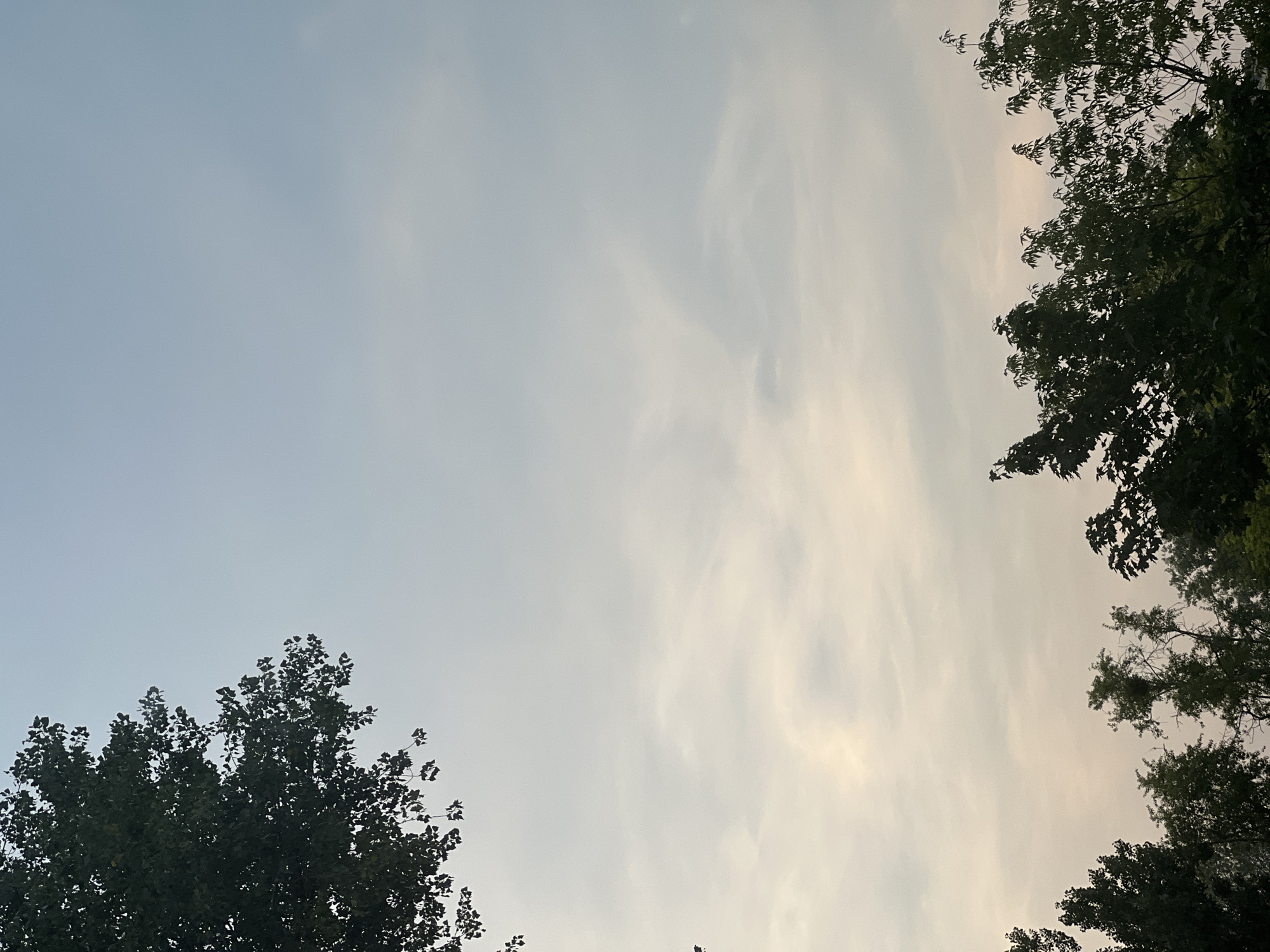 The image shows a view of the sky from below, with the tops of trees silhouetted against a pale blue and white sky. The sky is partly cloudy, with wispy clouds visible. The trees are green and lush, with dense foliage. The image appears to have been taken during daylight, likely in the late afternoon or early evening, given the soft light. There are no people or specific identifiable landmarks visible in the image, making it impossible to determine the exact location in Warsaw, Poland.