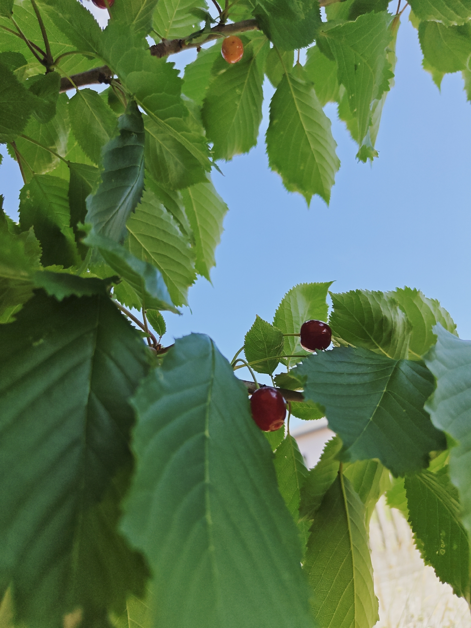 An outdoor, upward-facing, close-up shot shows a cherry tree branch with green leaves and red cherries against a bright blue sky. A single, lighter-colored cherry is visible near the top center of the frame, while two deeper red cherries hang closer to the bottom center. The leaves are serrated along the edges, and some have dew drops on them. In the blurry background, a light-colored building is partially visible. The image was taken in Izgrev, Bulgaria.