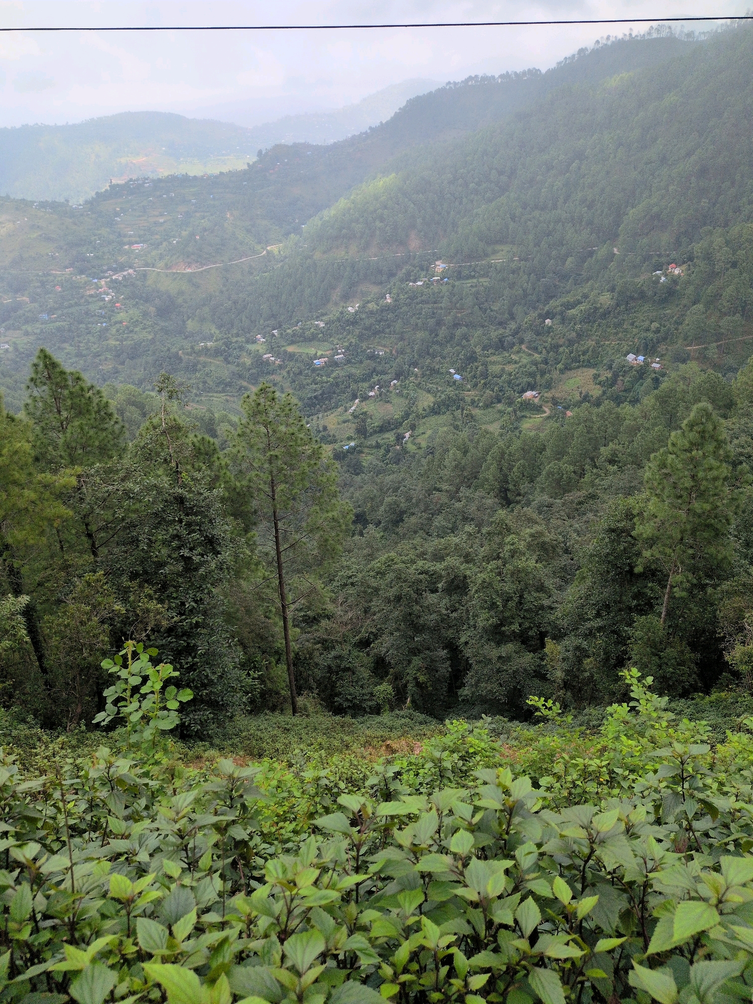 The image depicts a lush, green landscape of rolling hills and dense forest, characteristic of the Kapurkot municipality in Nepal. In the foreground, a thick patch of low-lying green foliage dominates, with broad leaves and dark stems. Behind this, the terrain slopes upwards, covered in a dense growth of various trees, including tall pine trees interspersed with other deciduous varieties.
Further in the distance, the hills are more sparsely populated, with small clusters of houses visible amongst the greenery. A winding road snakes its way through the valley, connecting the scattered settlements. The overall impression is one of a serene, rural mountainous environment, likely captured on an overcast day, given the diffused light and slightly hazy atmosphere. The image showcases the natural beauty and the human settlements integrated within the landscape of Kapurkot.