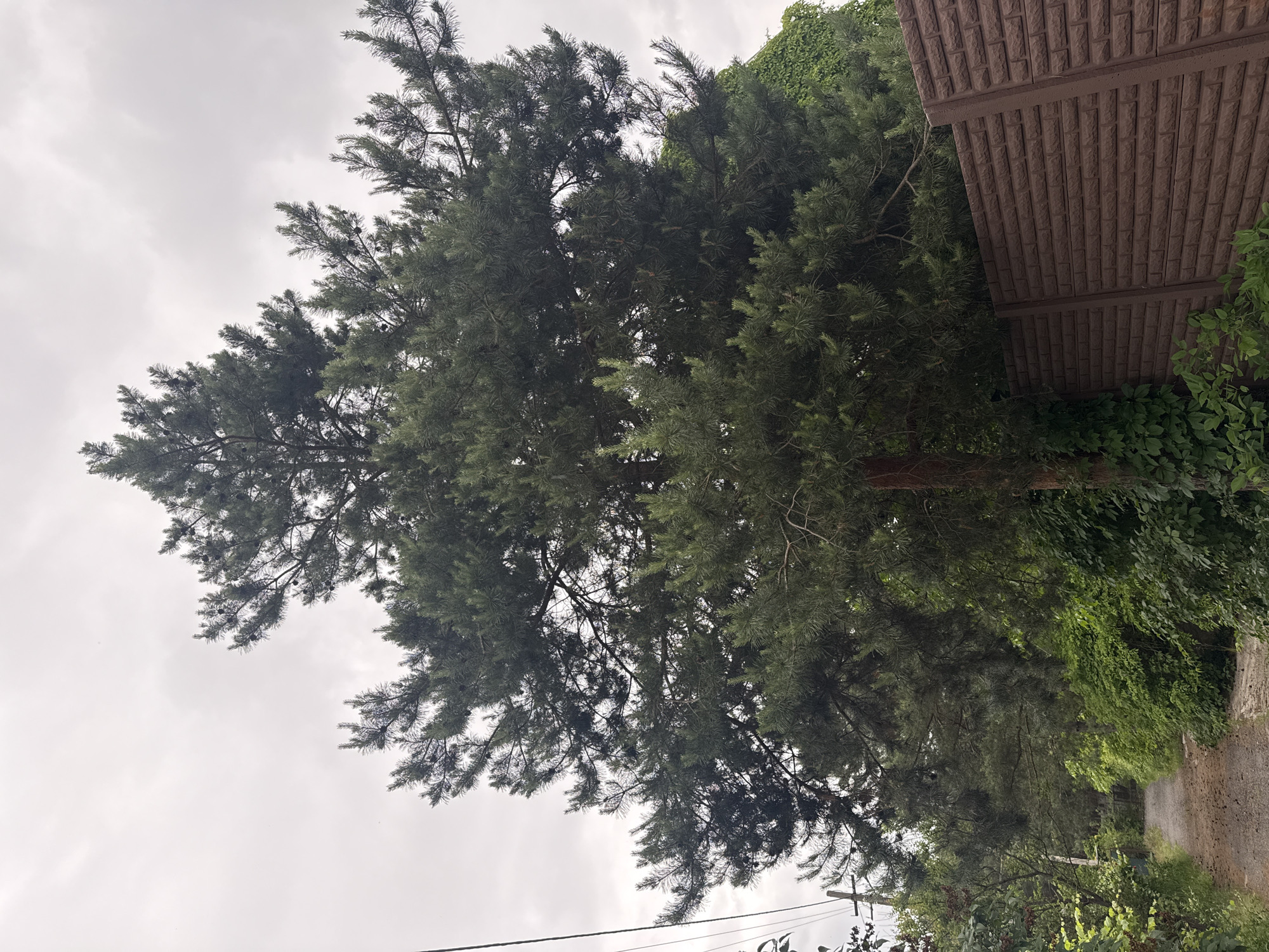 This vertical photograph captures a dense, mature coniferous tree, likely a pine, prominently occupying the left and central portions of the frame. Its dark green needles and scattered small cones are visible among the branches. The tree stands against an entirely overcast, light grey sky, suggesting a cloudy daytime. To the right, a tall brown fence or wall with a textured, brick-like pattern runs vertically, appearing to be made of a manufactured material like stamped metal or composite. Behind and below this structure, lush green foliage, including climbing vines, covers the ground and extends upwards. In the bottom left, a wooden utility pole and overhead power lines are partially visible. A dirt or gravel path can be seen towards the bottom right, bordered by more green vegetation, hinting at a rural or semi-rural setting. The scene is static, devoid of people or discernible activity. There is no visible text. The overall atmosphere is calm and natural, consistent with the location context of Obukhivka, Ukraine.