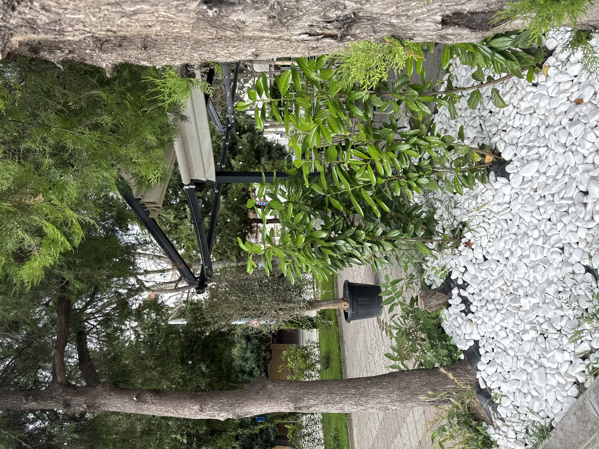 The image depicts a cobblestone walkway in Plovdiv, Bulgaria, with a section of an outdoor seating area. To the left, a thick tree trunk is visible, its bark textured and gray. In front of it, a bed of white pebbles covers the ground, interspersed with small green plants and blades of grass. To the right of the walkway, a potted olive tree stands in a large black planter. Further into the scene, a row of young trees with vibrant green leaves is planted in a white pebble bed, some with black plastic collars visible around their bases. Behind these plants, the metal framework of an awning structure is apparent, with off-white fabric canopies extending over an unseen area. The background reveals more greenery, suggesting a park or garden setting, with hints of buildings and streetlights. The scene is tranquil, with no individuals present.