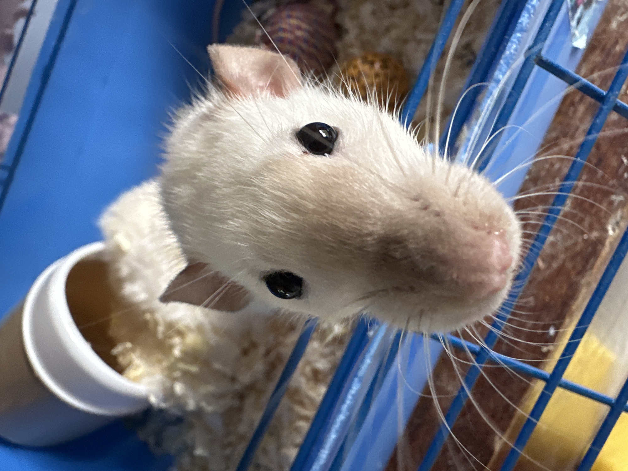 A close-up, high-angle shot shows a white rat looking directly at the camera through a blue wire cage. The rat has black eyes and pink ears and nose. It is partially inside a white and tan cylindrical object. The cage contains bedding material. The background is blurry and shows other cage items. The location is unknown.