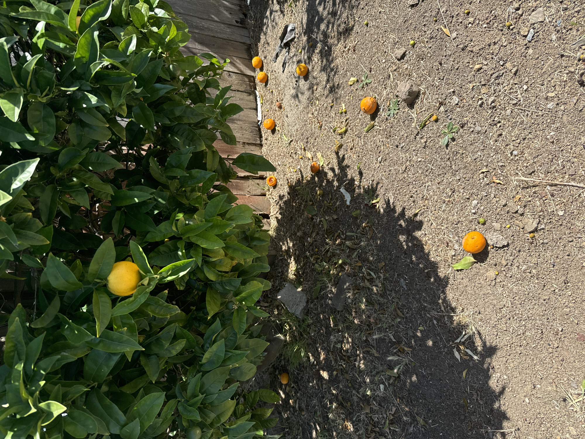 The media file depicts a scene outdoors, likely in a backyard setting, with an orange tree on the left and the ground covered in dirt, dry grass, and fallen oranges on the right. The tree is lush and green, with several oranges visible among its leaves, including one bright yellow-orange fruit in focus on a branch. The ground beneath the tree and extending to the right is a mixture of soil, pebbles, and dry plant matter, with many small, round oranges scattered across it. Some of these fallen oranges appear bruised or partially dried. The scene is illuminated by bright sunlight, casting distinct shadows from the tree and a few other unseen objects. The shadows suggest it is midday. The presence of a wooden fence or planter box is visible along the top left edge of the frame, indicating a boundary or structure within the outdoor space. The overall impression is a somewhat unkempt garden area where fruit has naturally fallen from a tree. There is no text visible in the image. The location context of San Mateo, USA, aligns with the presence of an orange tree, as citrus fruits are commonly grown in California.