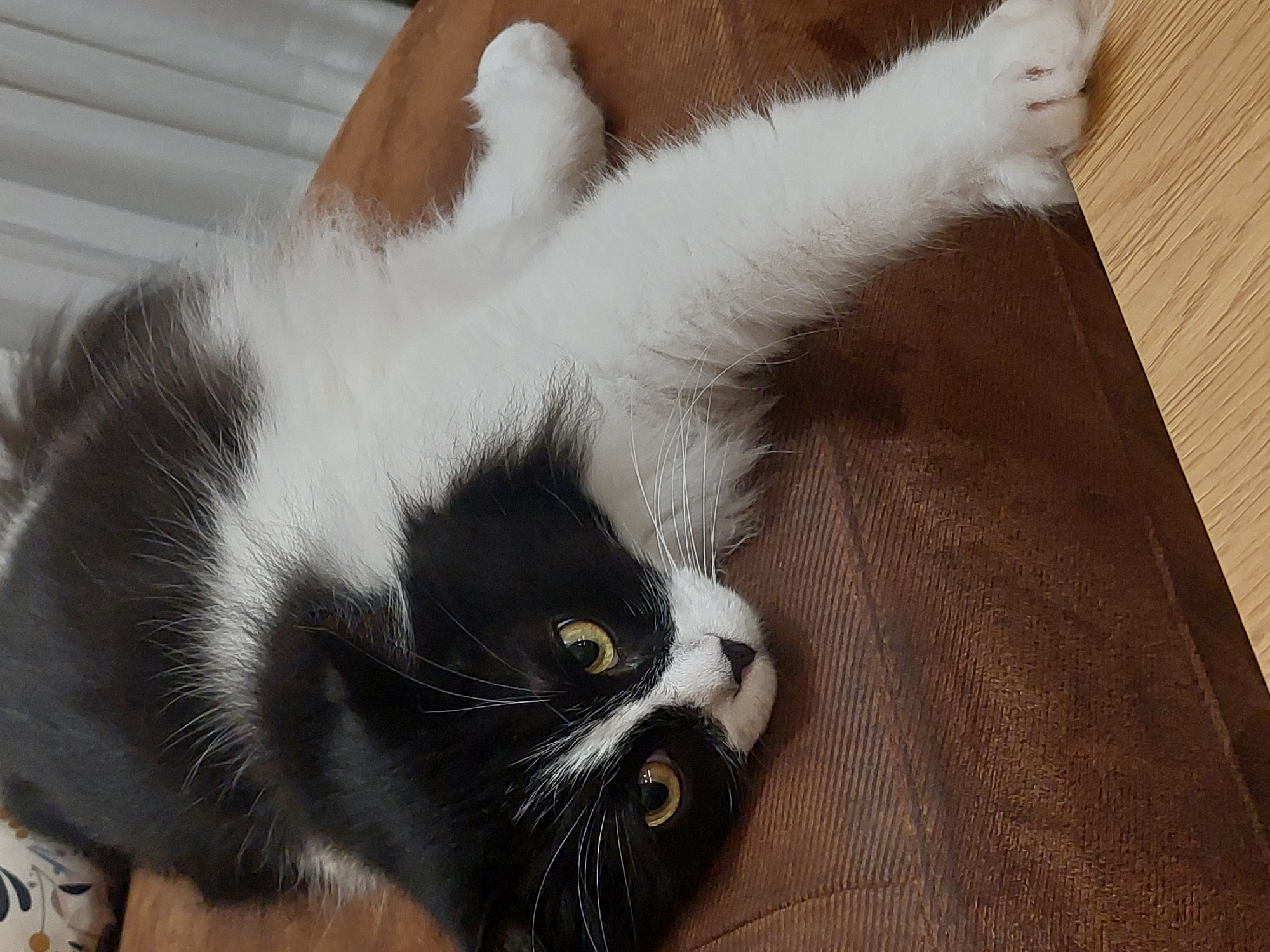 A medium-shot, slightly overhead, and canted captures a black-and-white longhaired cat lying on a brown corduroy-textured surface. The cat's body is oriented towards the lower left corner of the frame, while its head is angled upwards and turned towards the viewer. The cat's right front leg is extended upwards and towards the right edge of the frame, showcasing its white fur. Its eyes are yellow, and its whiskers are prominent. The background is indistinct. The image does not contain any identifiable landmarks or details that would indicate a location in Plovdiv, Bulgaria.