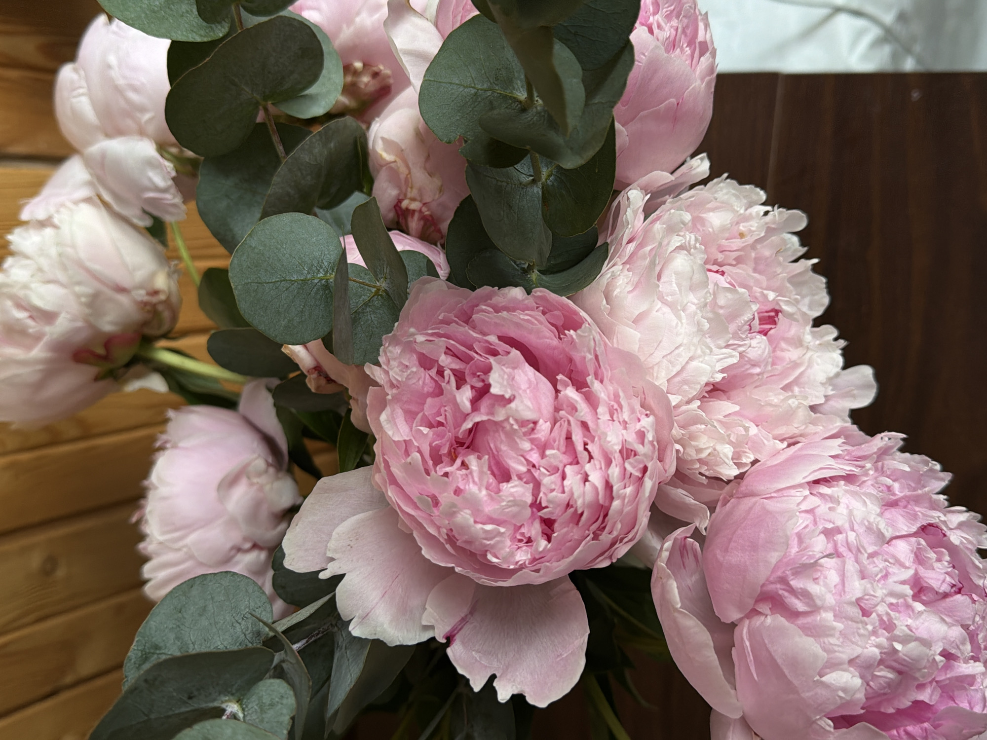 This close-up photograph captures a fresh bouquet composed of light pink peonies and dark green eucalyptus leaves, set against a wooden background indoors in Satino-Russkoe, Russia.
The main subjects are several large, fully bloomed or nearly bloomed peonies. Their petals display a soft gradient of light pink and blush tones, with some areas appearing almost white and others exhibiting a slightly deeper pink towards their centers. The ruffled and abundant petals create a rich, voluminous texture. Interspersed among the delicate flowers are numerous rounded, dusty green eucalyptus leaves, which provide a striking color and textural contrast to the soft petals. The leaves have a matte finish and appear to be part of several stems.
The background consists of two distinct wooden surfaces. To the left, there is a lighter brown wooden panel with visible grain and horizontal lines, possibly part of a wall or furnishing. To the right, a darker, smoother brown wooden surface is present, likely a tabletop or another piece of furniture. A small, blurry light-colored area, possibly a curtain or wall, is visible in the top right corner. The lighting appears soft and diffused, highlighting the intricate details of the flowers and leaves without harsh shadows, suggesting an indoor setting with either natural ambient light or soft artificial illumination. No people or visible text are present in the image. The scene conveys a sense of natural beauty, freshness, and tranquility.