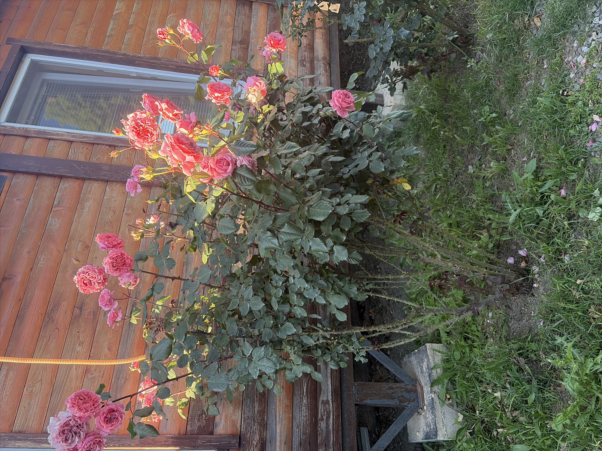 A bush of pink roses is in bloom in front of a wooden building with a window. The building's exterior is made of horizontal wooden planks. The rose bush has many green leaves and numerous pink flowers in various stages of bloom, some fully open and others as buds. The ground around the bush is covered with green grass and some fallen rose petals. A concrete block and metal support structure are visible to the left of the rose bush. The scene appears to be outdoors, likely in a garden or yard.