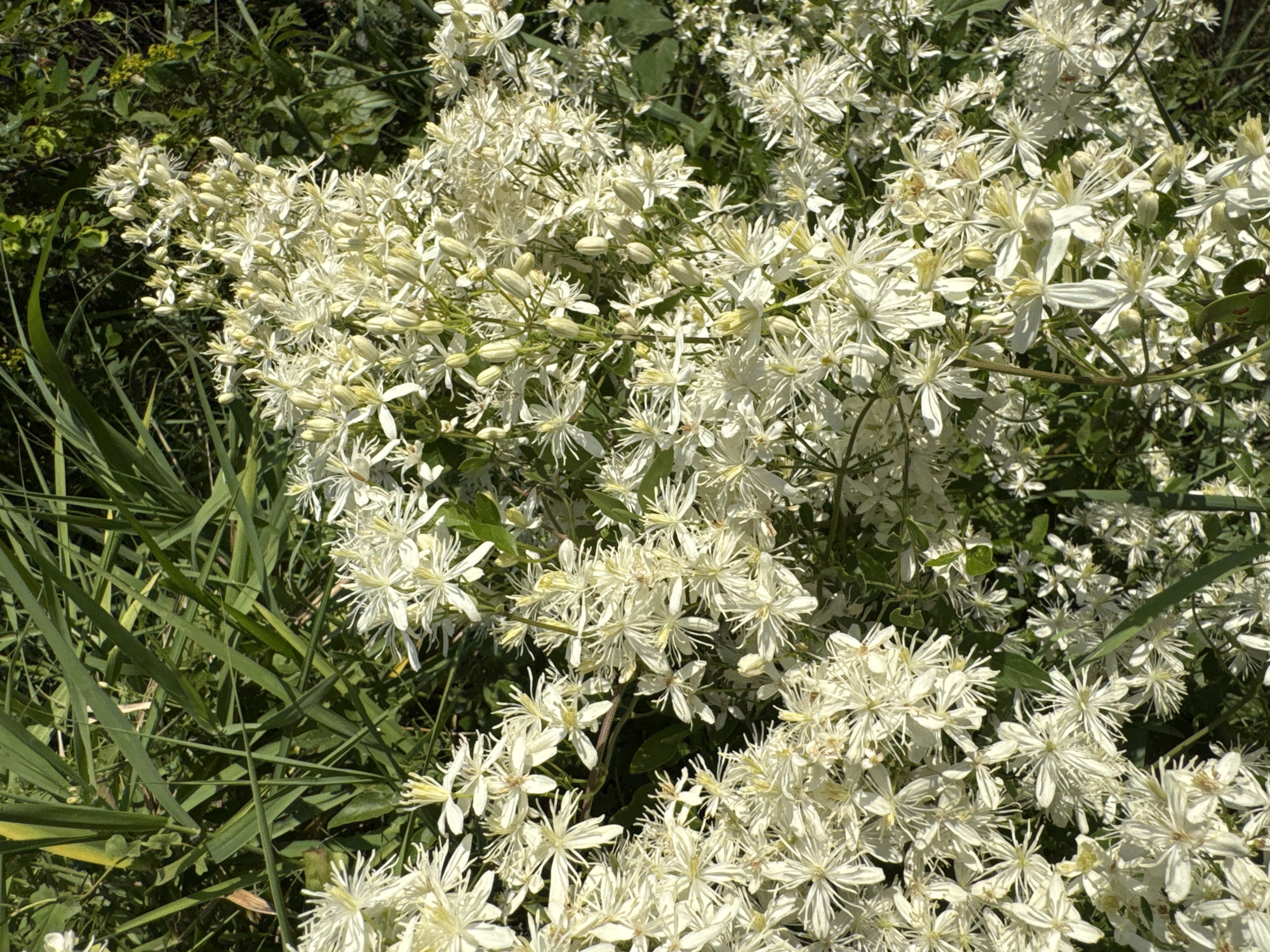 The image shows a close-up view of a dense cluster of small, white flowers, possibly Clematis, with delicate petals and prominent yellow stamens. The flowers are in various stages of bloom, with some still in bud. They are set against a backdrop of lush green foliage, suggesting an outdoor setting. The lighting indicates it is daytime, with sunlight illuminating the flowers and creating highlights and shadows. There are no people or animals visible in the image. The scene appears to be a natural or cultivated garden area, consistent with the description of being located in Rafailovići, Montenegro, a coastal town known for its natural beauty.