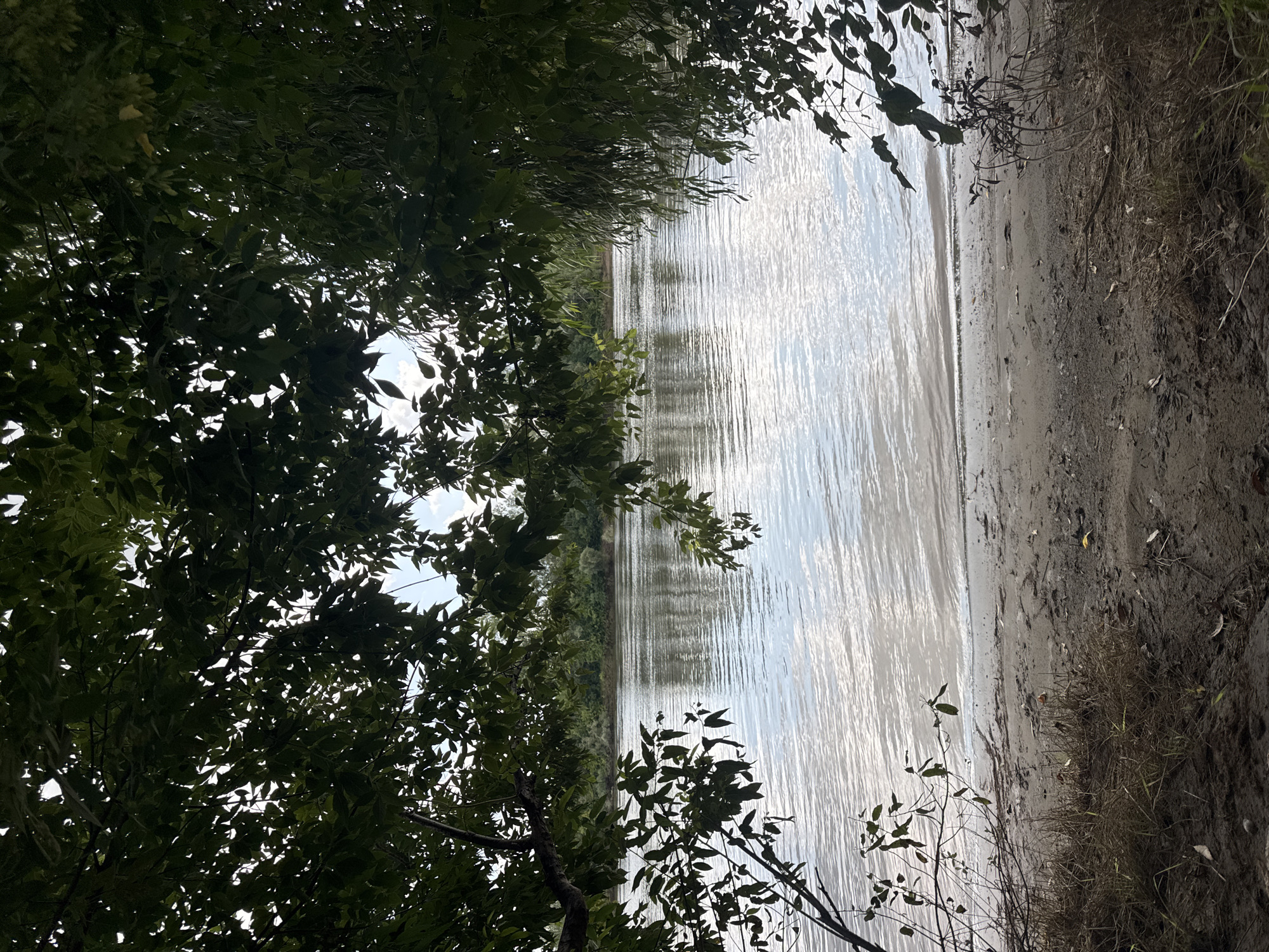 The image depicts a serene natural scene featuring a wide river with gentle ripples on its surface. The foreground is occupied by a sandy shore with scattered dry grass and fallen leaves. The riverbanks on the opposite side are densely covered with lush green trees. The view is framed by the dark green foliage of trees in the foreground, creating a natural archway. The sky above is partly cloudy, with patches of blue visible through the leaves. This scene is characteristic of the natural landscapes found along the Belaya River, which flows through Ufa, Russia.
