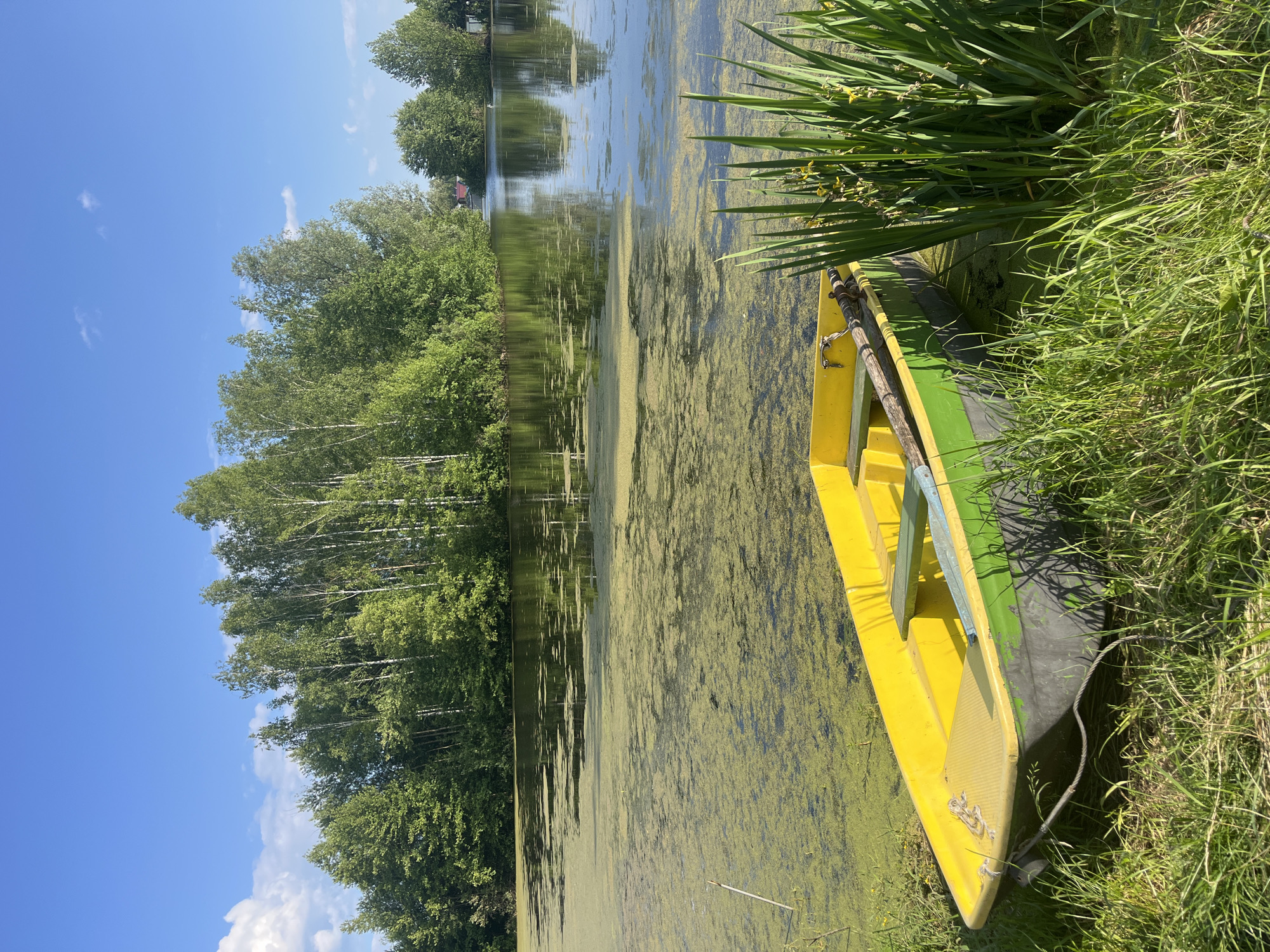 A bright yellow and green rowboat rests on the grassy bank of a calm, algae-covered body of water. The boat, with its weathered appearance, contains two wooden seats and a pair of oars. Tall, lush green reeds and grass flank the boat and the water's edge. In the background, a dense line of trees, primarily birch with their distinctive white bark, creates a verdant backdrop. Beyond the trees, the sky is a clear, vibrant blue, punctuated by a few white clouds. The scene evokes a sense of natural tranquility. The location is confirmed as Vasilyevo, Russia.