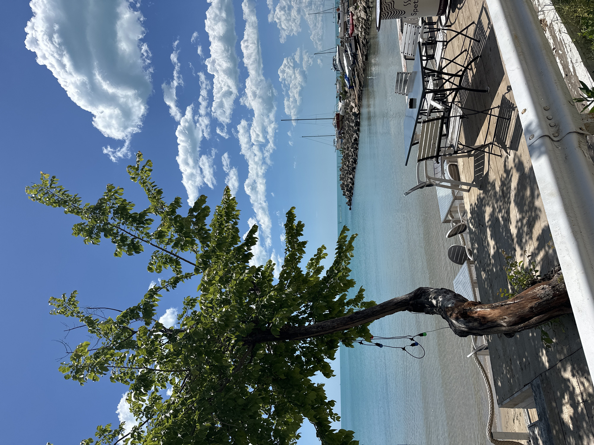 The image shows a scene by the water in Varna, Bulgaria, featuring a tree with green leaves extending from a thick, gnarled trunk that grows horizontally. The water appears calm and light blue, with a breakwater and several docked boats and yachts visible in the background. A waterfront patio or walkway is present, furnished with tables and chairs. A white support post is on the right edge of the frame. The sky is blue with scattered white clouds. A string of colored lights is attached to the tree trunk.