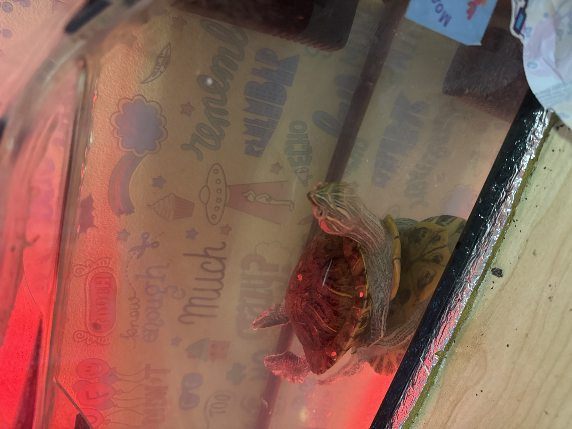 A turtle is in a tank, with its legs extended upwards as if to climb. The turtle is reddish-brown with yellow markings on its neck. The tank has a patterned background with words like "tough," "know," "enough," "much," "remember," and "echo." There is a red light shining on the turtle. The tank appears to be on a wooden surface. There is no information in the image that indicates a specific location in Chaikovsky, Russia.
