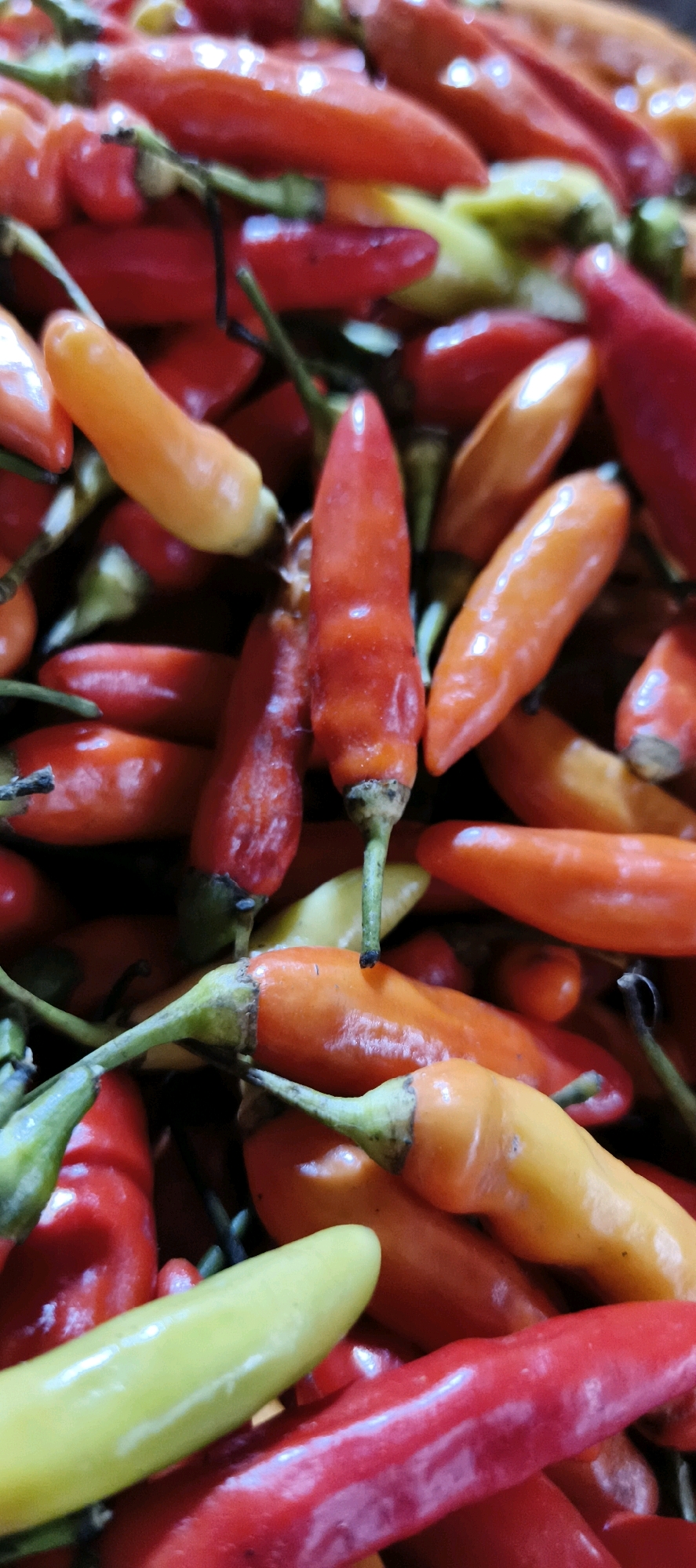 A close-up, eye-level shot captures a vibrant pile of small, colorful chili peppers. The peppers are a mix of bright red, fiery orange, and pale yellow-green, indicating varying stages of ripeness. Their slender, elongated forms are clustered together, creating a rich texture of smooth, slightly glossy surfaces. The stems and calyxes are visible, mostly a dark green, some appearing dry and black at the very tips. The lighting creates highlights on the peppers' surfaces, emphasizing their shape and plumpness. The background is filled with more peppers, creating a dense, organic composition. There are no people or any discernible human activity; the scene is purely a still life of produce. This image is not indicative of any specific location in Jambi, Indonesia, as it focuses solely on the peppers without any contextual background elements.