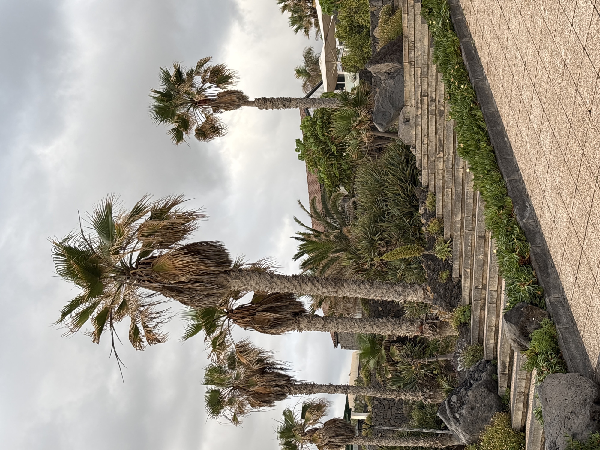 This photograph captures a scene in Puerto de la Cruz, Spain, featuring a series of palm trees situated near a walkway and steps. The sky is overcast with grey clouds. The palm trees are of varying heights and exhibit a mix of green and brown fronds. The walkway is paved with tiles and bordered by low-lying greenery. Steps constructed of stone or concrete lead upwards, flanked by vegetation and decorative rocks. The scene appears to be a park or garden area within the urban landscape.