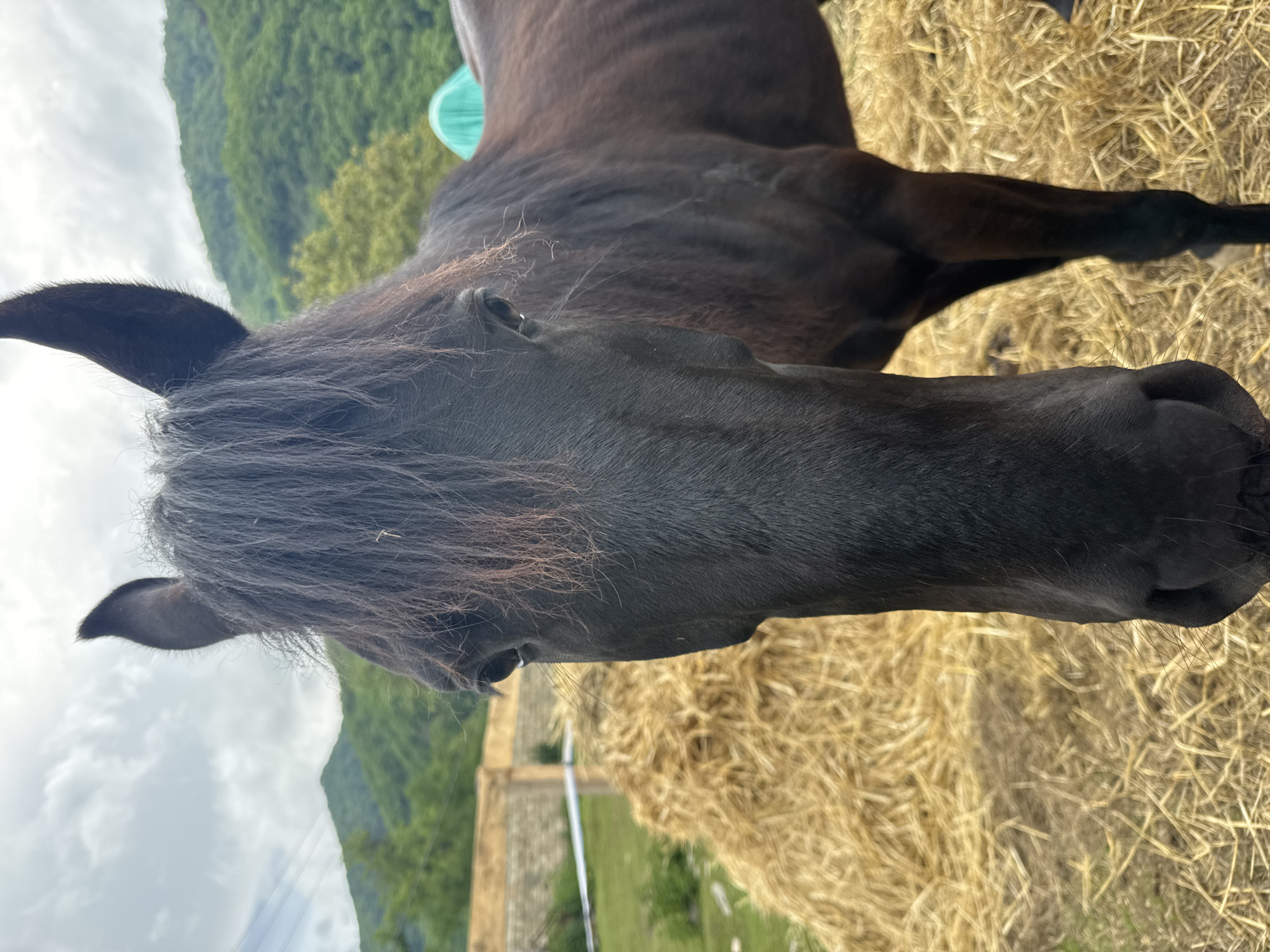 A close-up, eye-level shot of a dark brown horse with a full, dark mane, standing on a bed of dry hay. The horse's head and upper body are prominently featured. A section of the horse's neck and shoulder can be seen behind its head. Behind the horse, a green, mountainous landscape is visible, as well as a cloudy sky. A low fence is also partially visible on the left side of the frame. The scene is located in the city of Каменномостское сельское поселение, Russia.